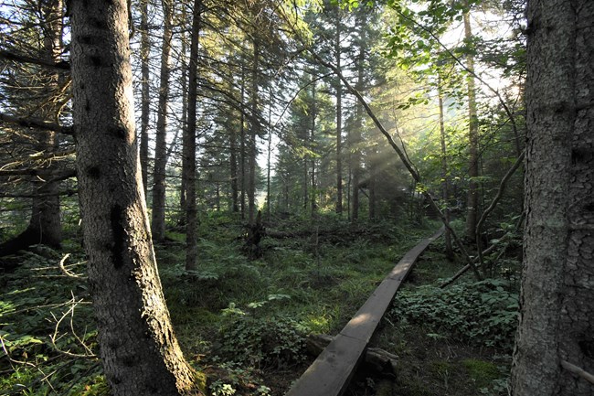 A wooden boardwalk winds throuhg a sunlit forest.