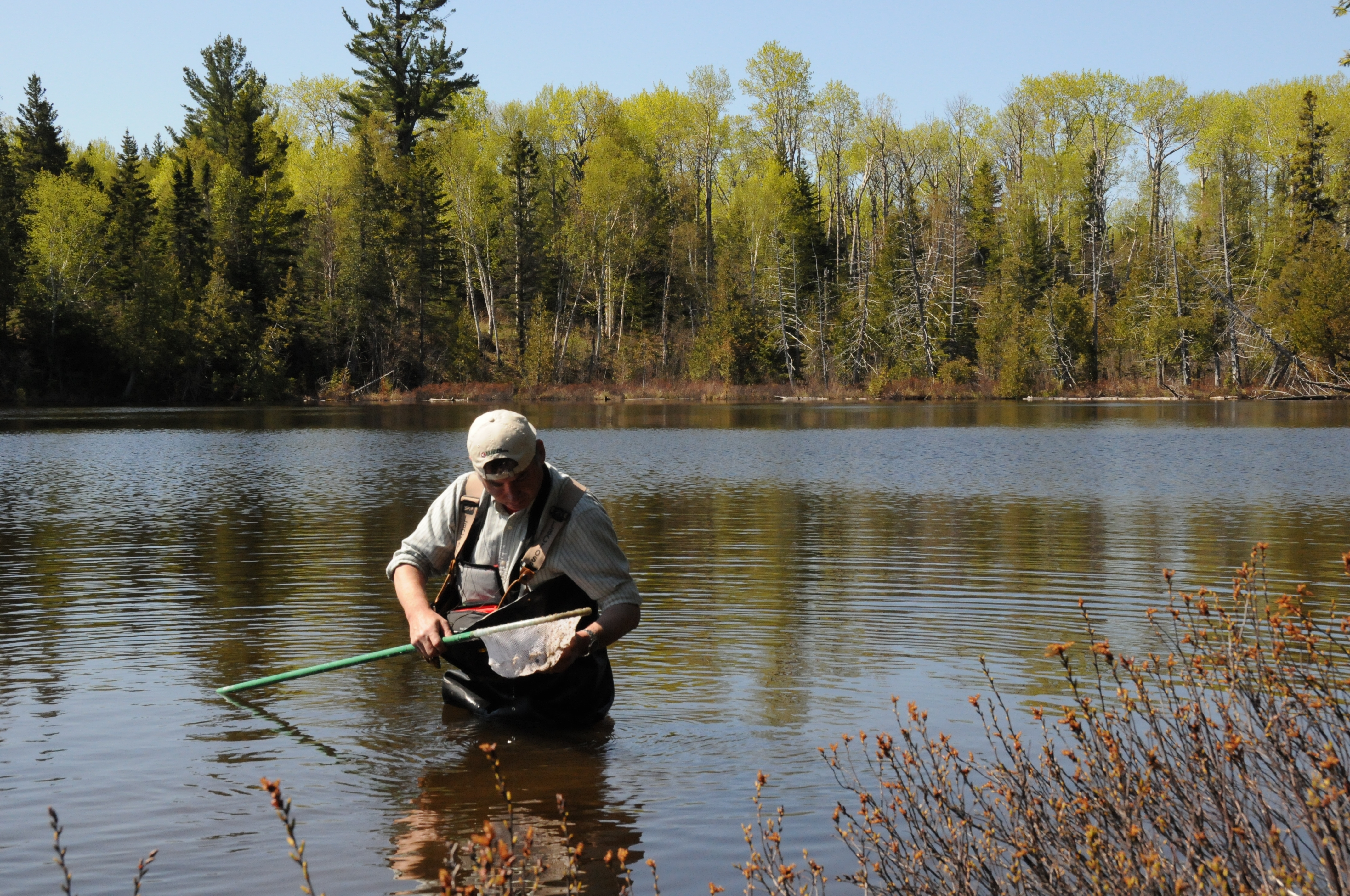 A researcher wearing a wide brimmed hat and tan waders studies the contents of a net while standing in a lake.