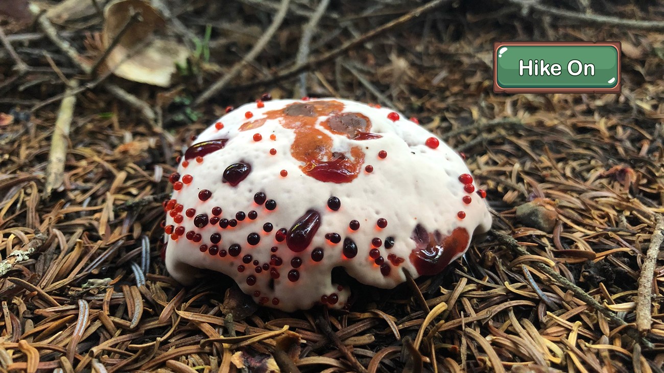 A white mushroom excreting a red liquid.