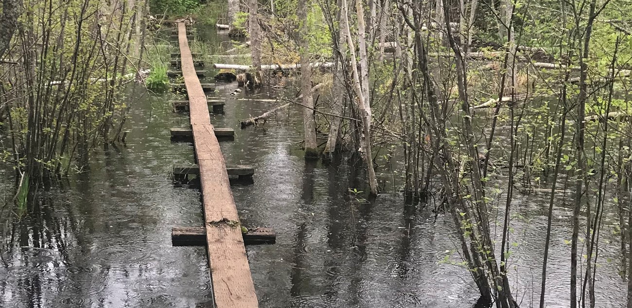 A wooden boardwalk over a pond in the rain.