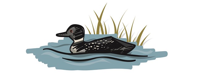 A graphic cartoon of a loon.