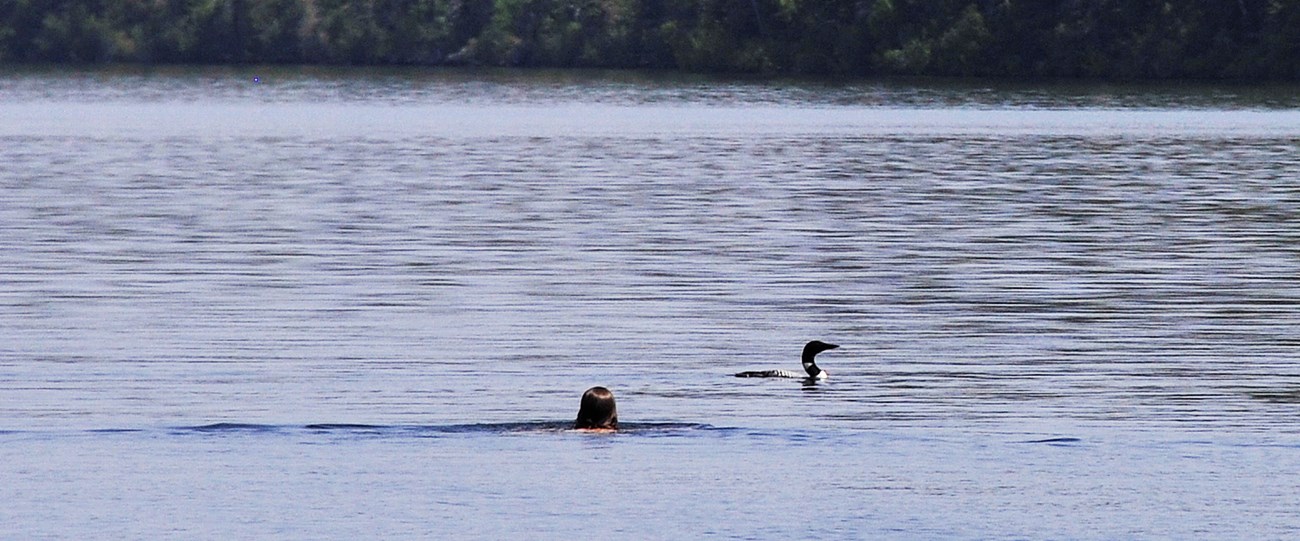 A person swimming in a lake with a loon floating nearby.
