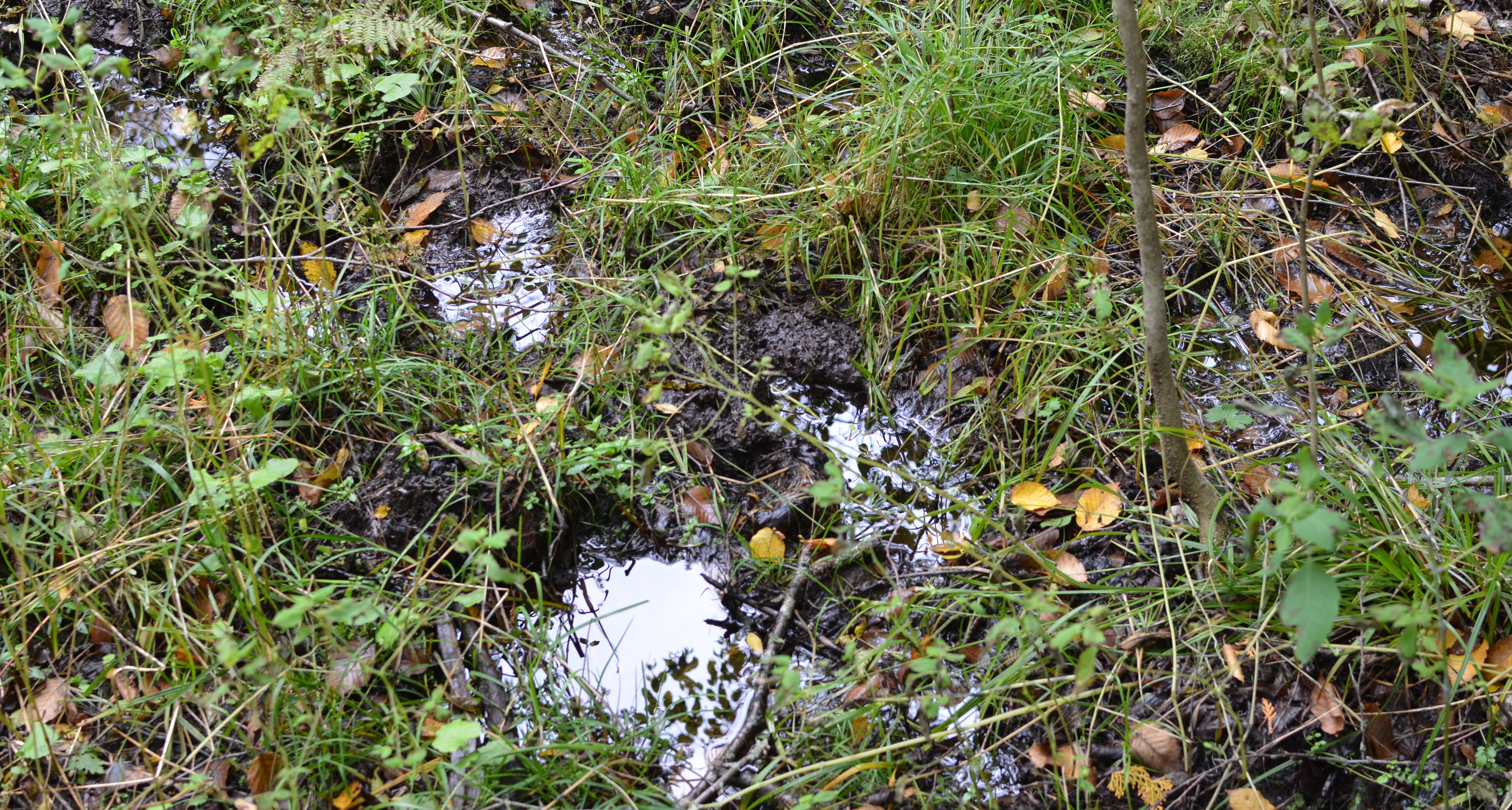 Moose tracks in the mud.