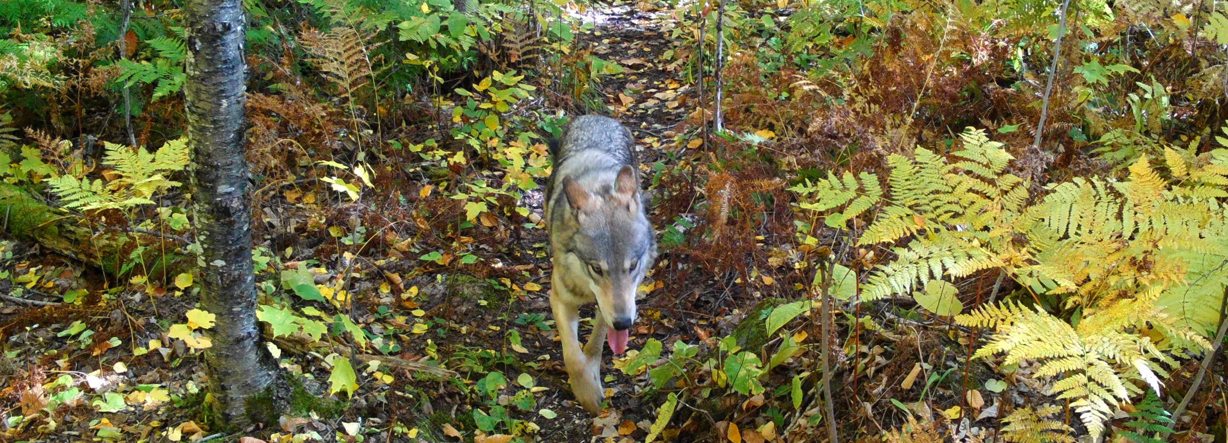 A wolf walks on a trail in the woods.