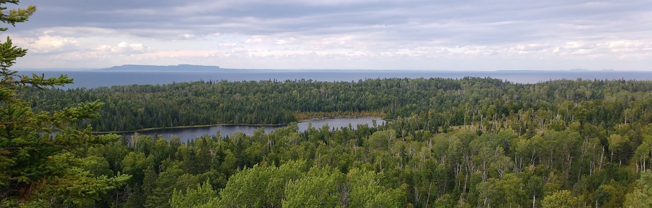 A view of a small lake surrounded by a forest.