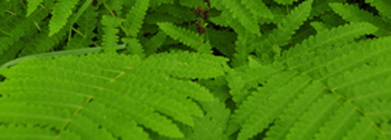 Interrupted Fern