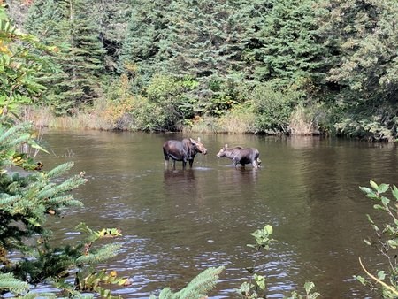 Cow and calf moose stand in a creek facing each other while water drips off the cow's face.