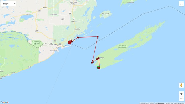 A map of southwest Isle Royale, Lake Superior, and the Minnesota-Ontario border region showing the travels of a wolf that departed Isle Royale in January 2019