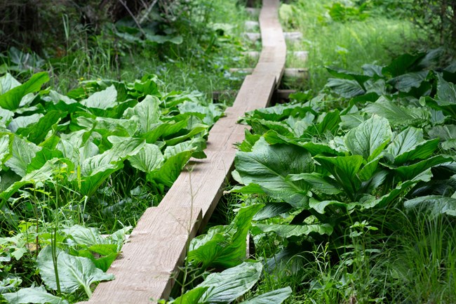 Close up of a wooden boardwalk on a lush green forest floor.
