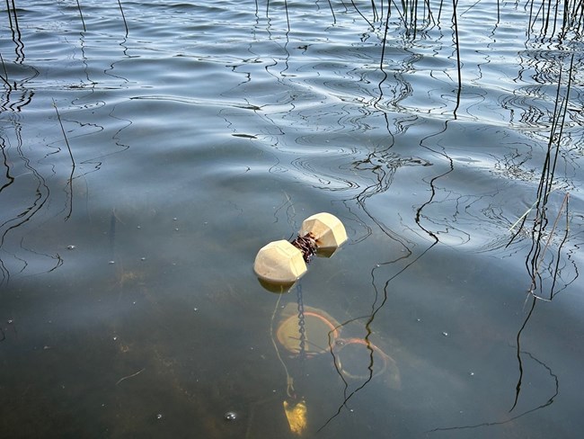 barbell shaped object floating upon the surface of the water, connected to a chain upon which hangs a ring that collects harmful algal blooms on its attached sachets by adsorption