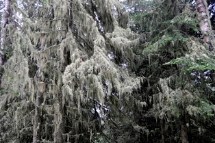 Lichen covered trees