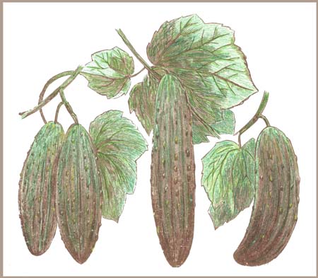 cucumbers
