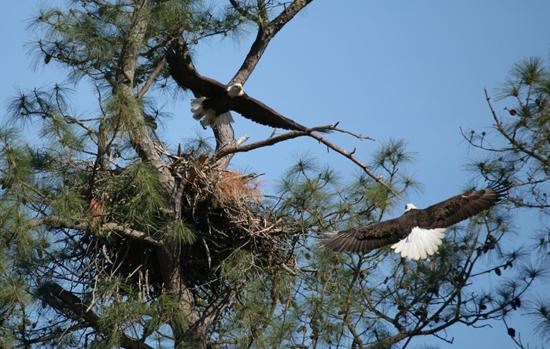 Eagles Flying around a nest