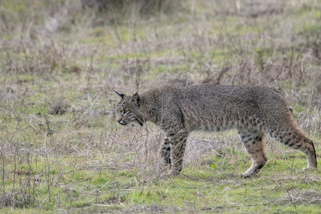 A lone bobcat stares forward on grass.