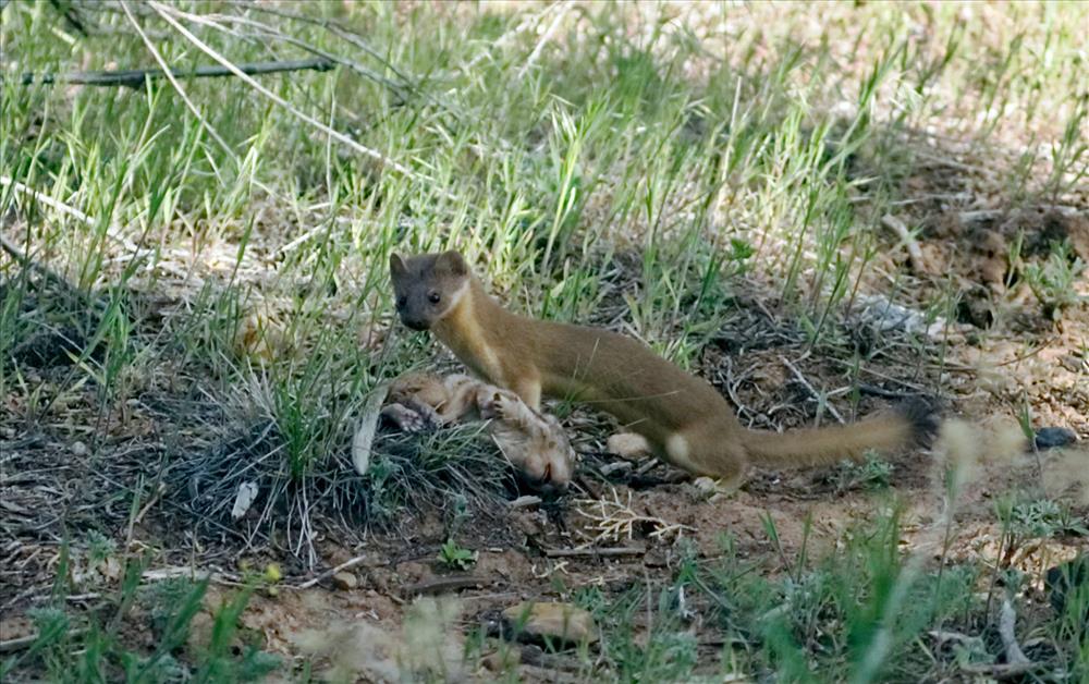 a Long tailed weasel surveys its environment. surrounded by grass and rocks