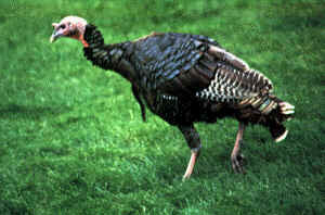 Wild Turkey walking across grass.