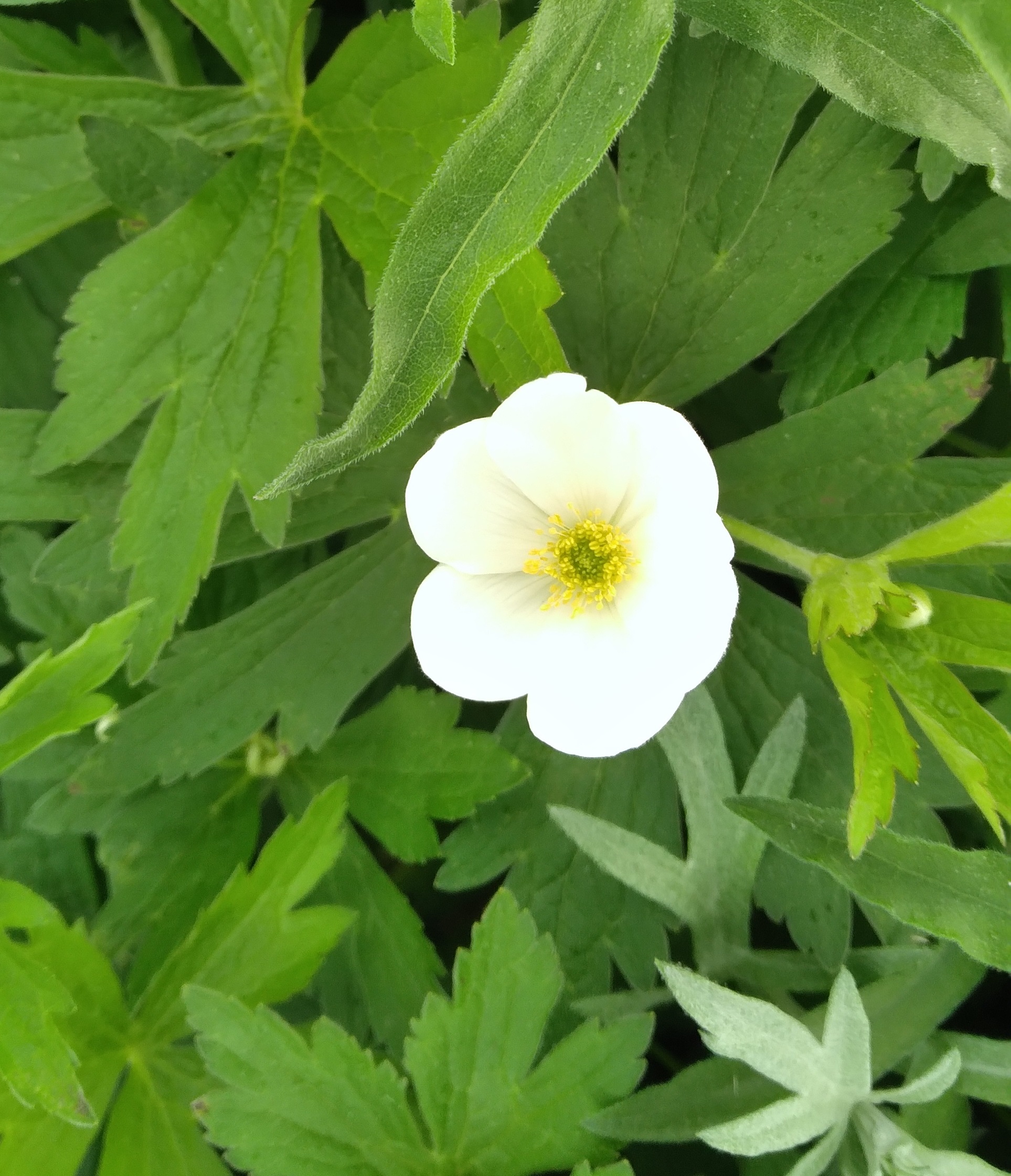 A closeup of a white flower with green background