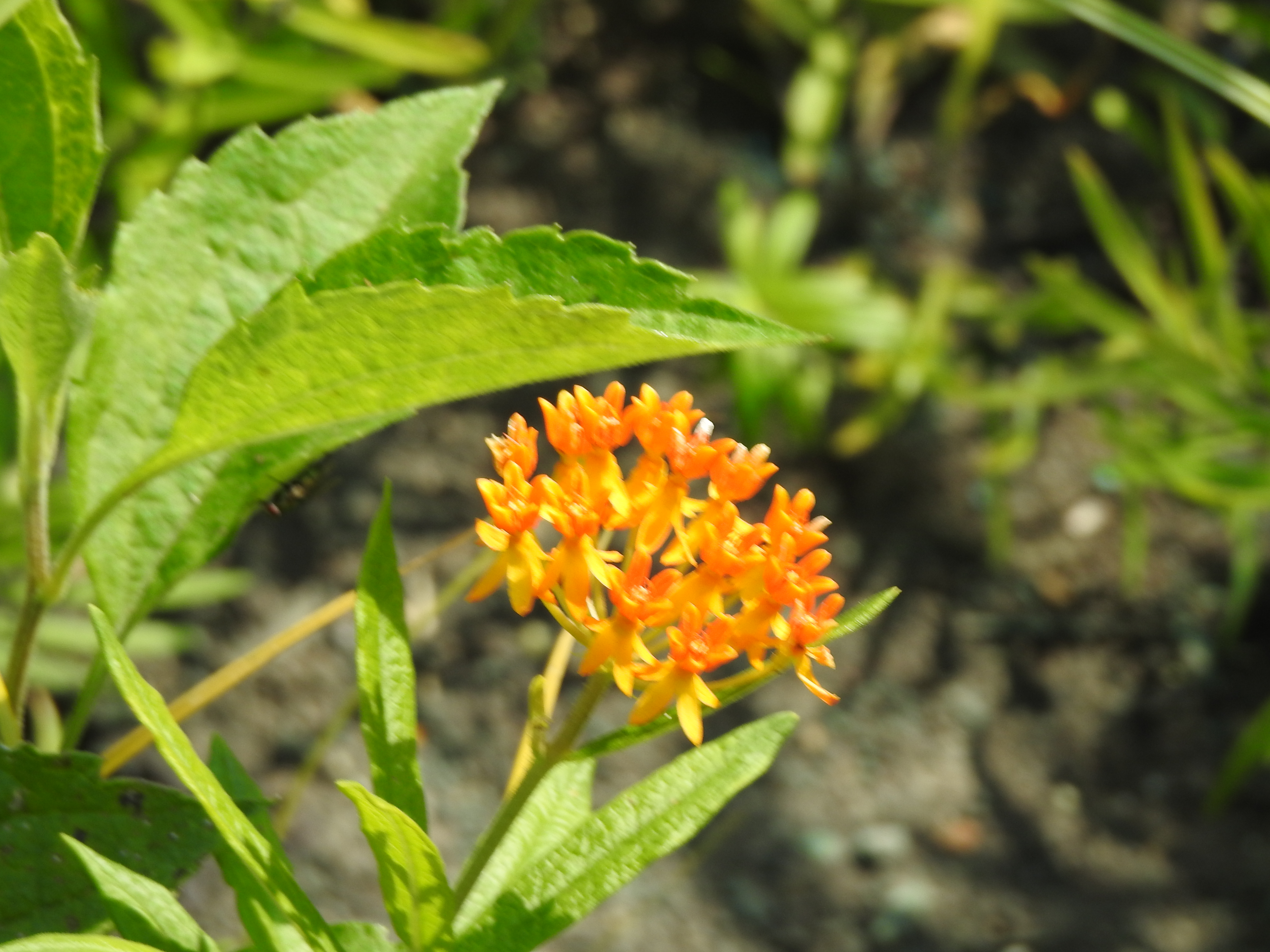 An orange flower