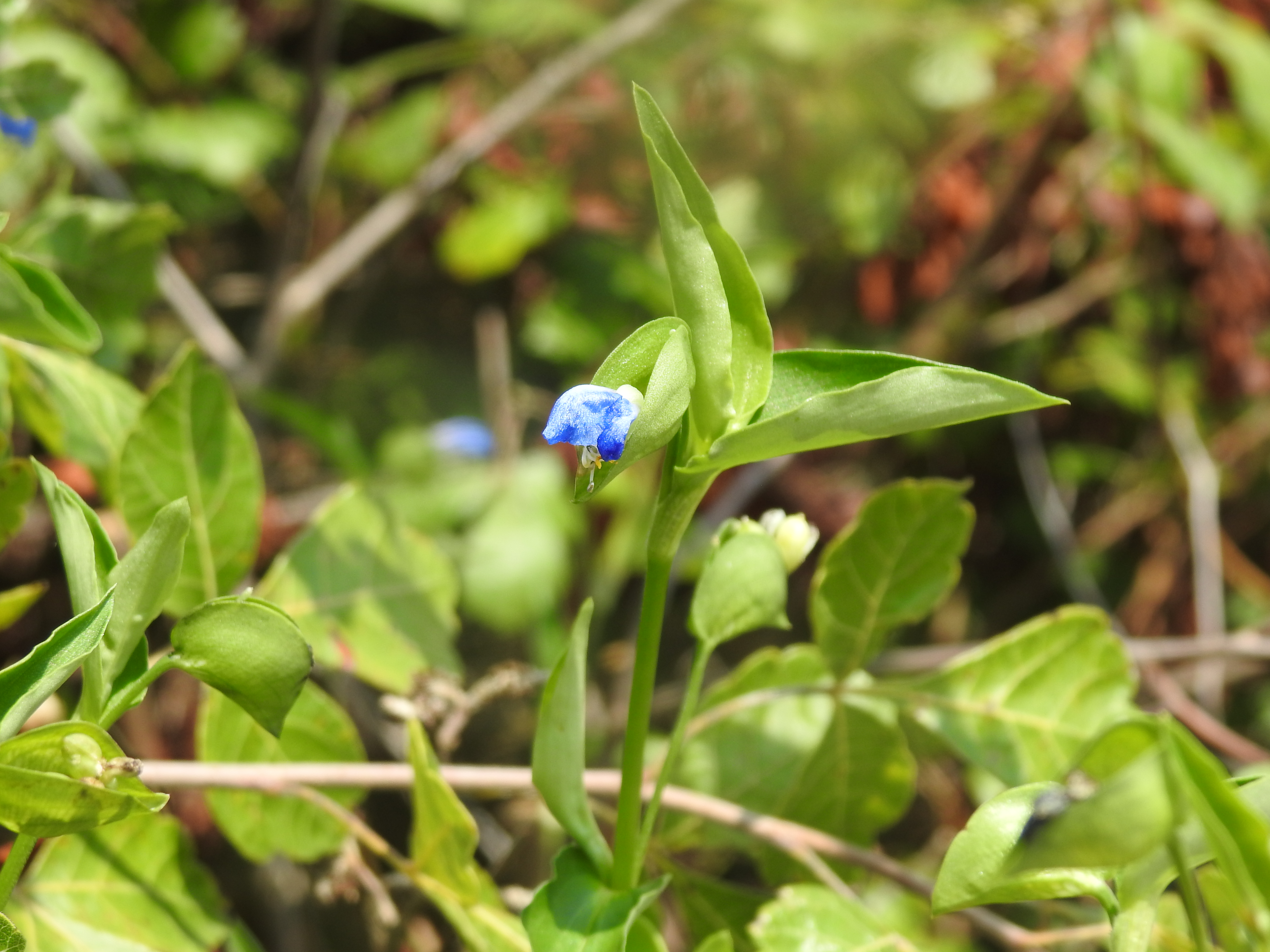 A closeup of a tiny blue flower bud