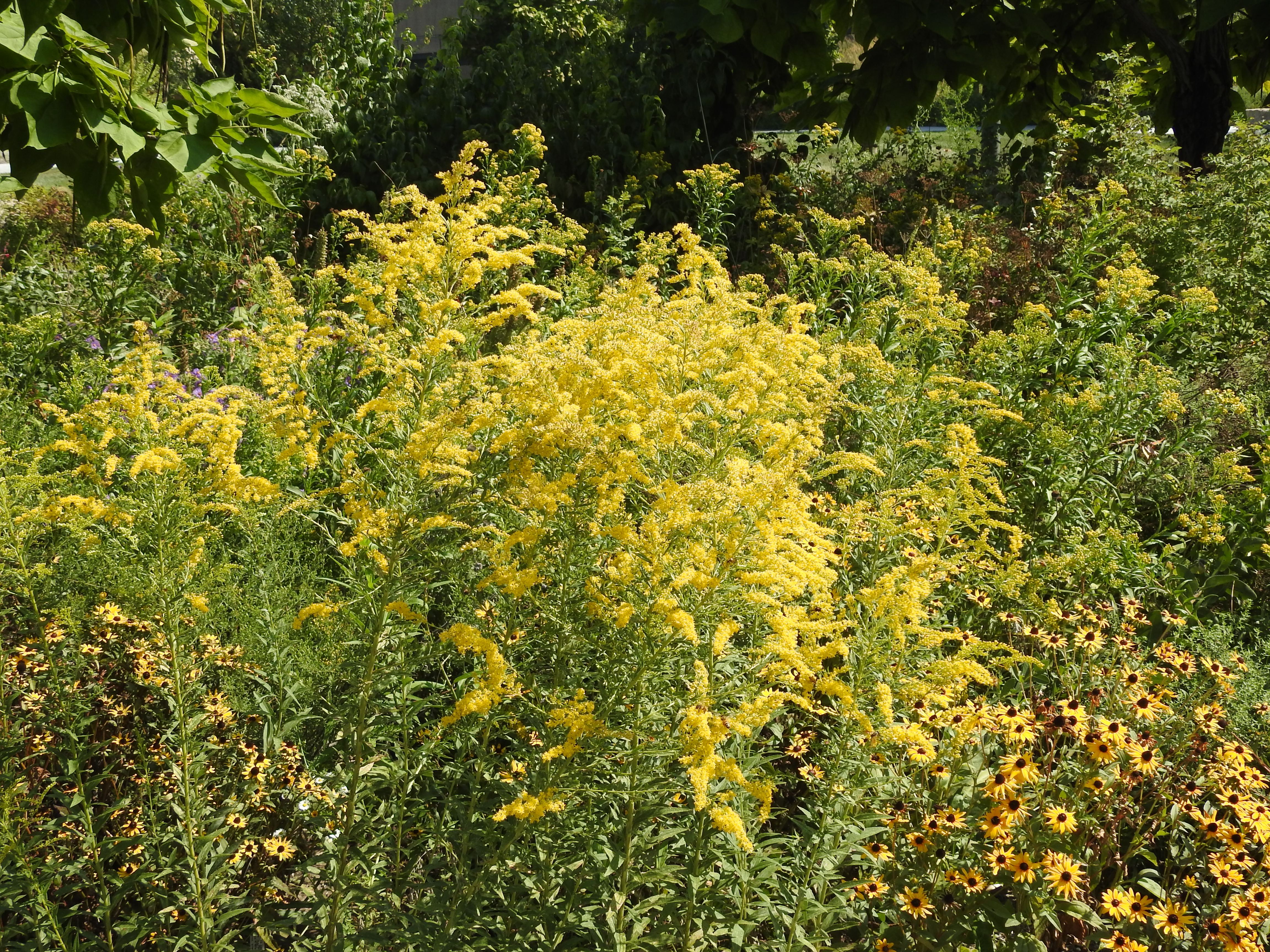 A green plant with yellow flowers