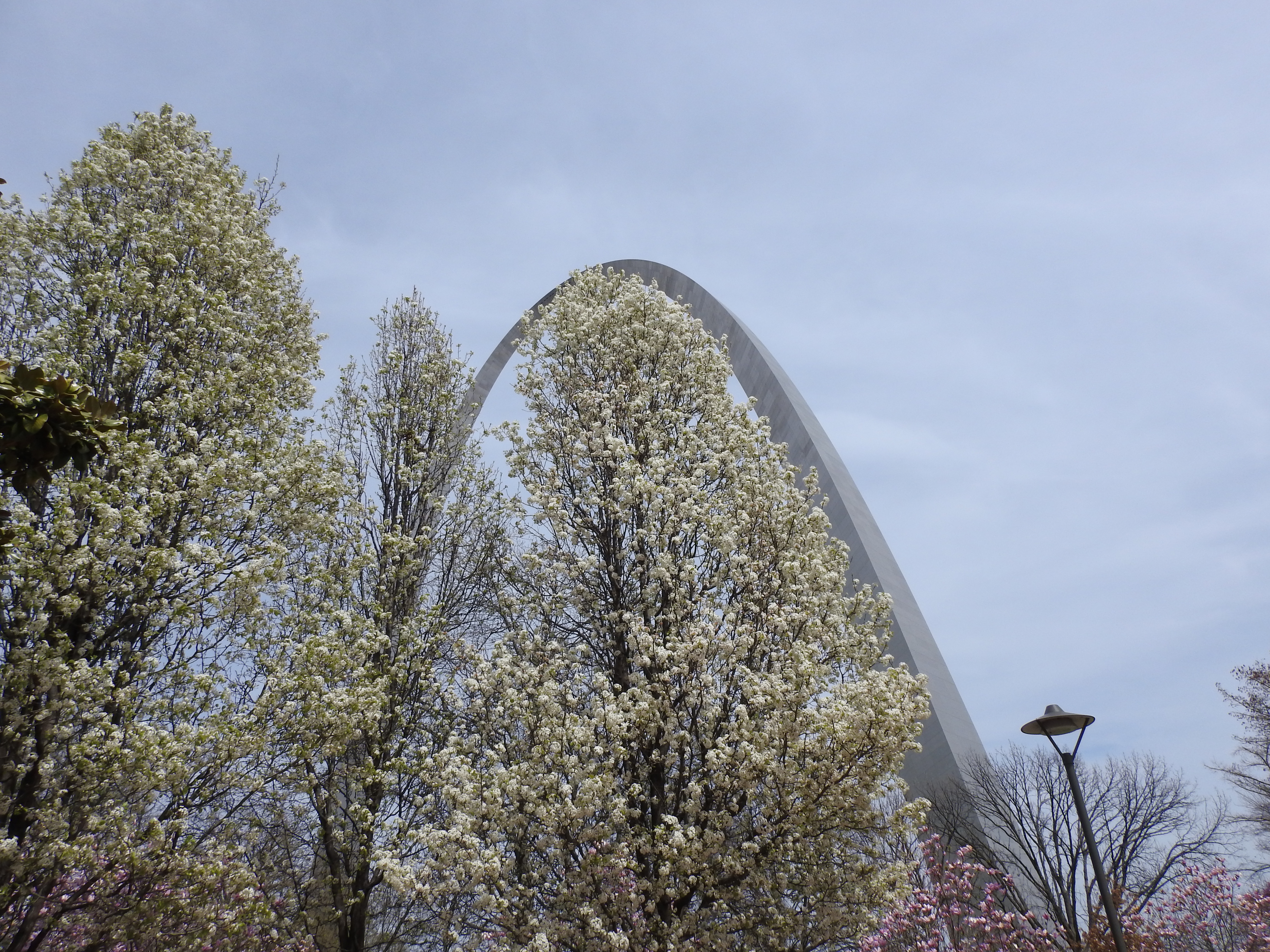 A large white-blossomed tree, framed under the Gateway Arch