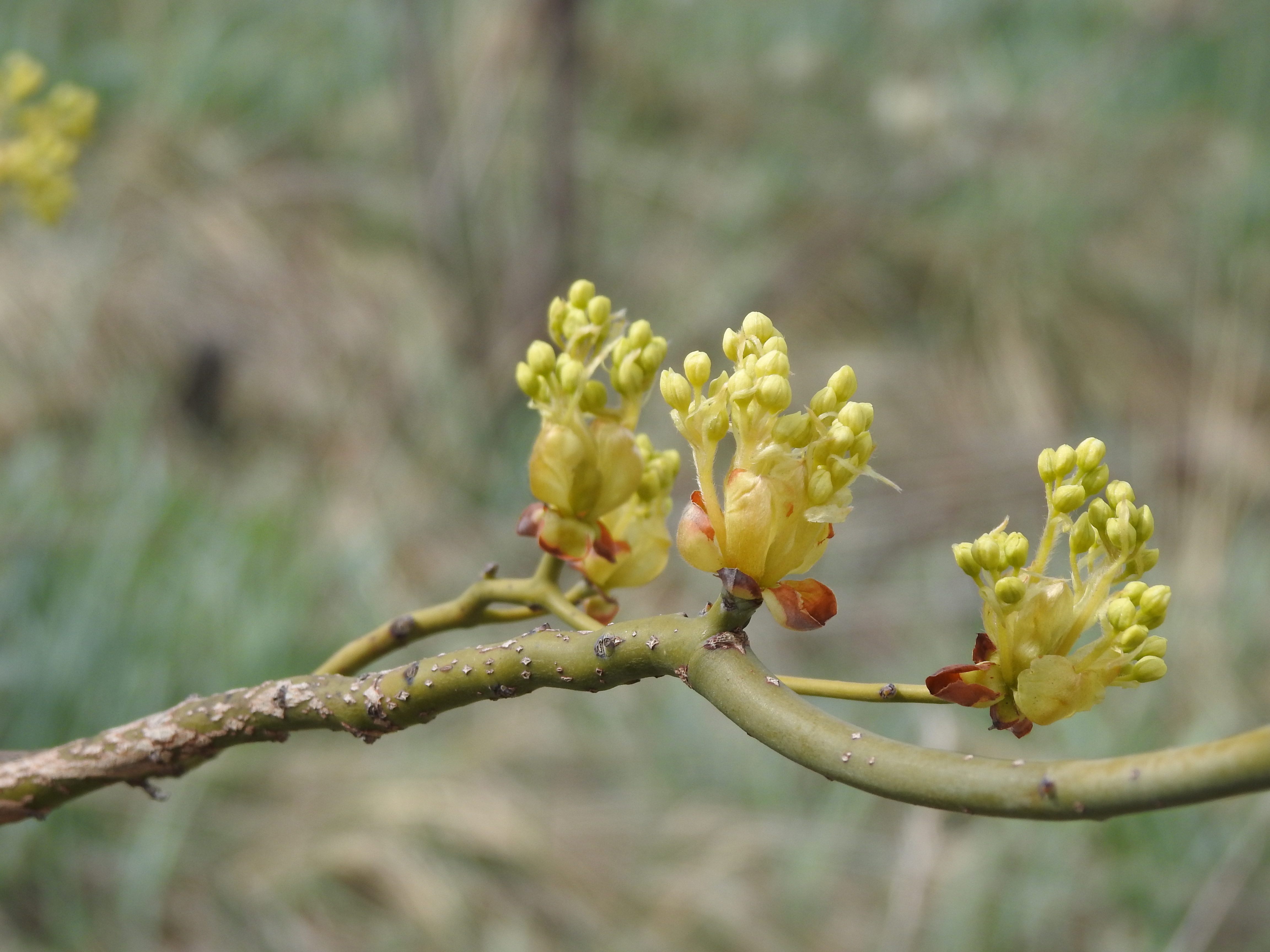 Yellow blooms on a branch. Close up