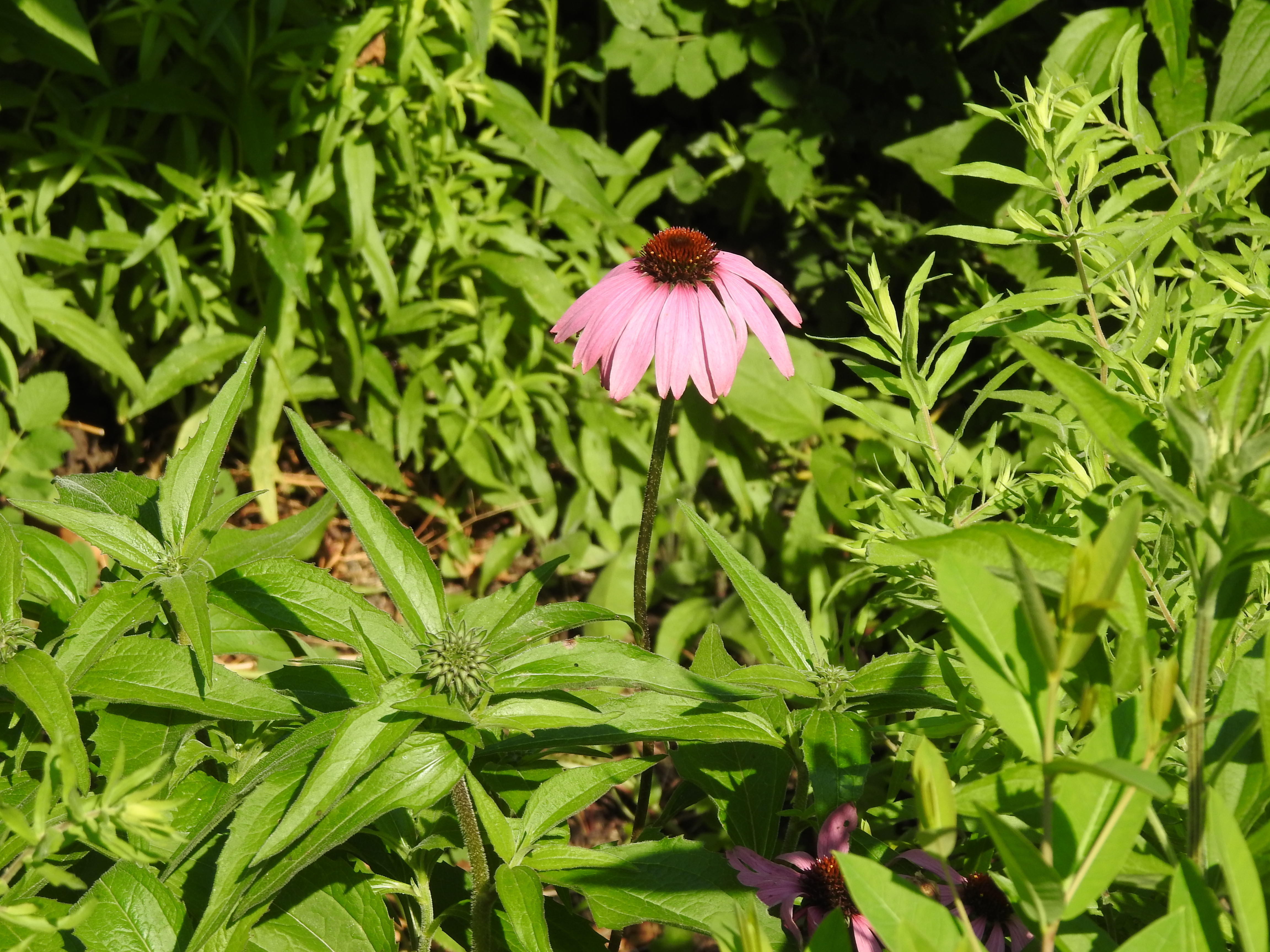 A pink-purple flower with a raised black center and green grass in the background