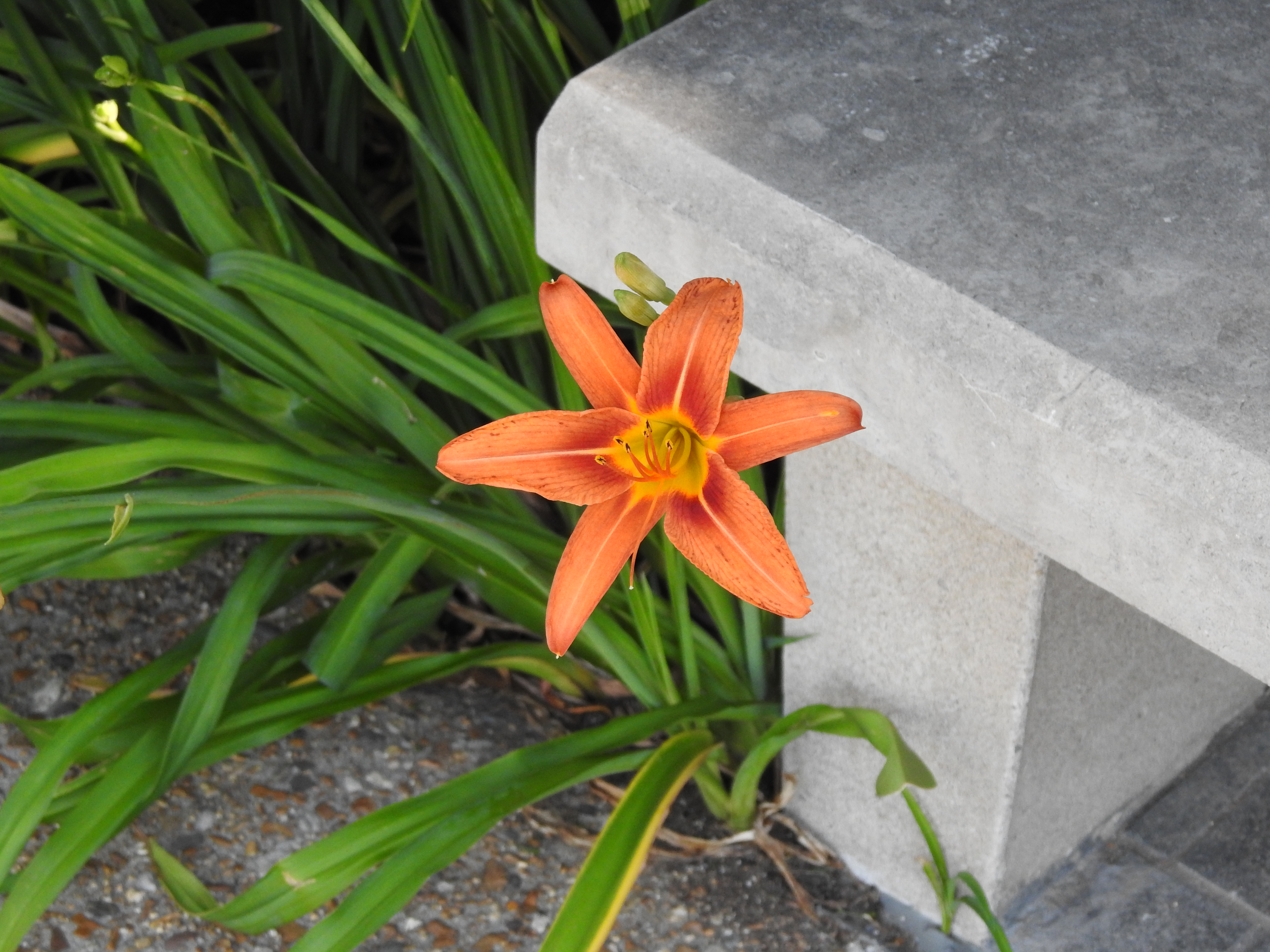 An orange lily with a concrete bench in the background