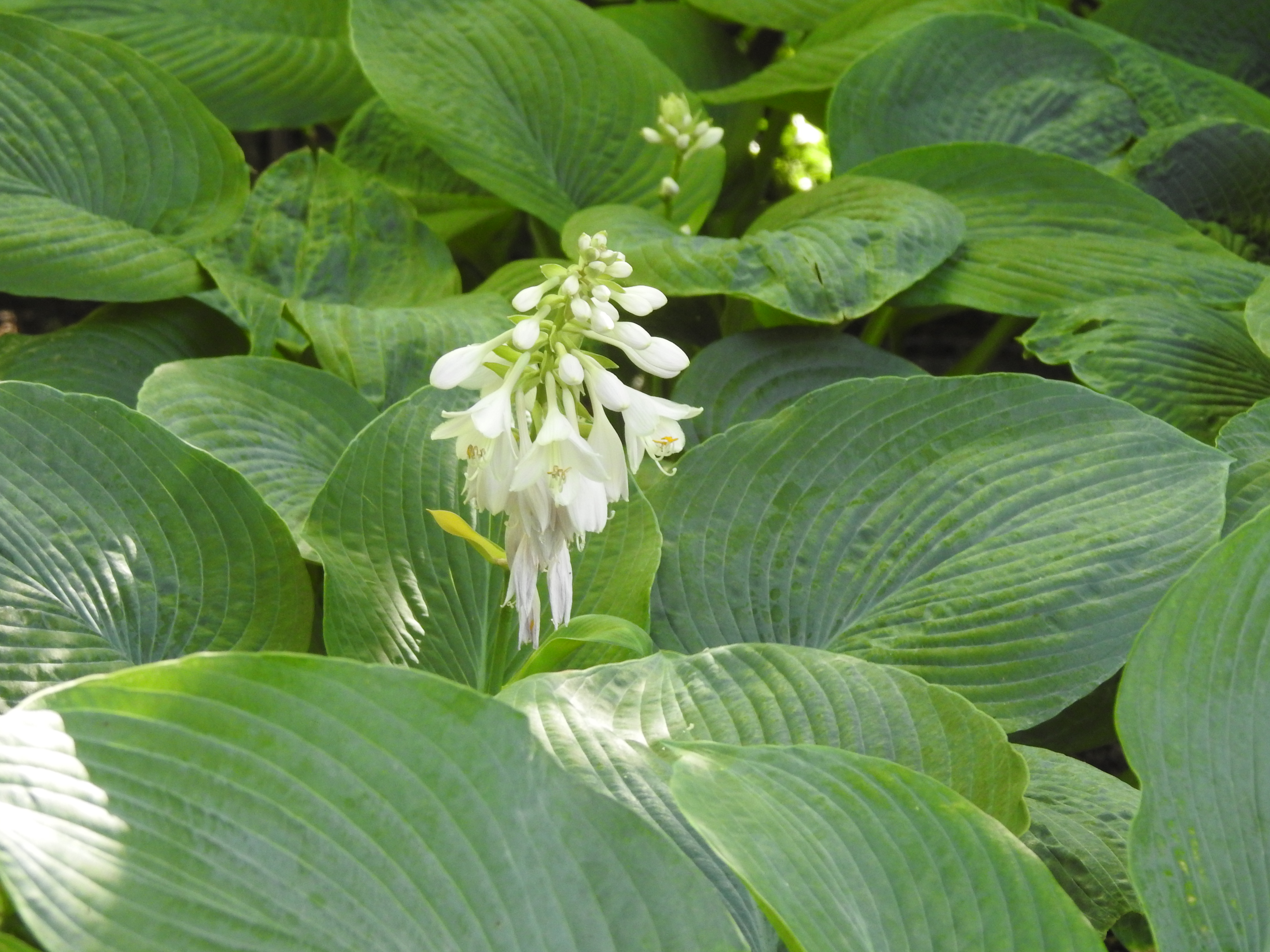 A plant with large, pointed green leaves and white flowers.