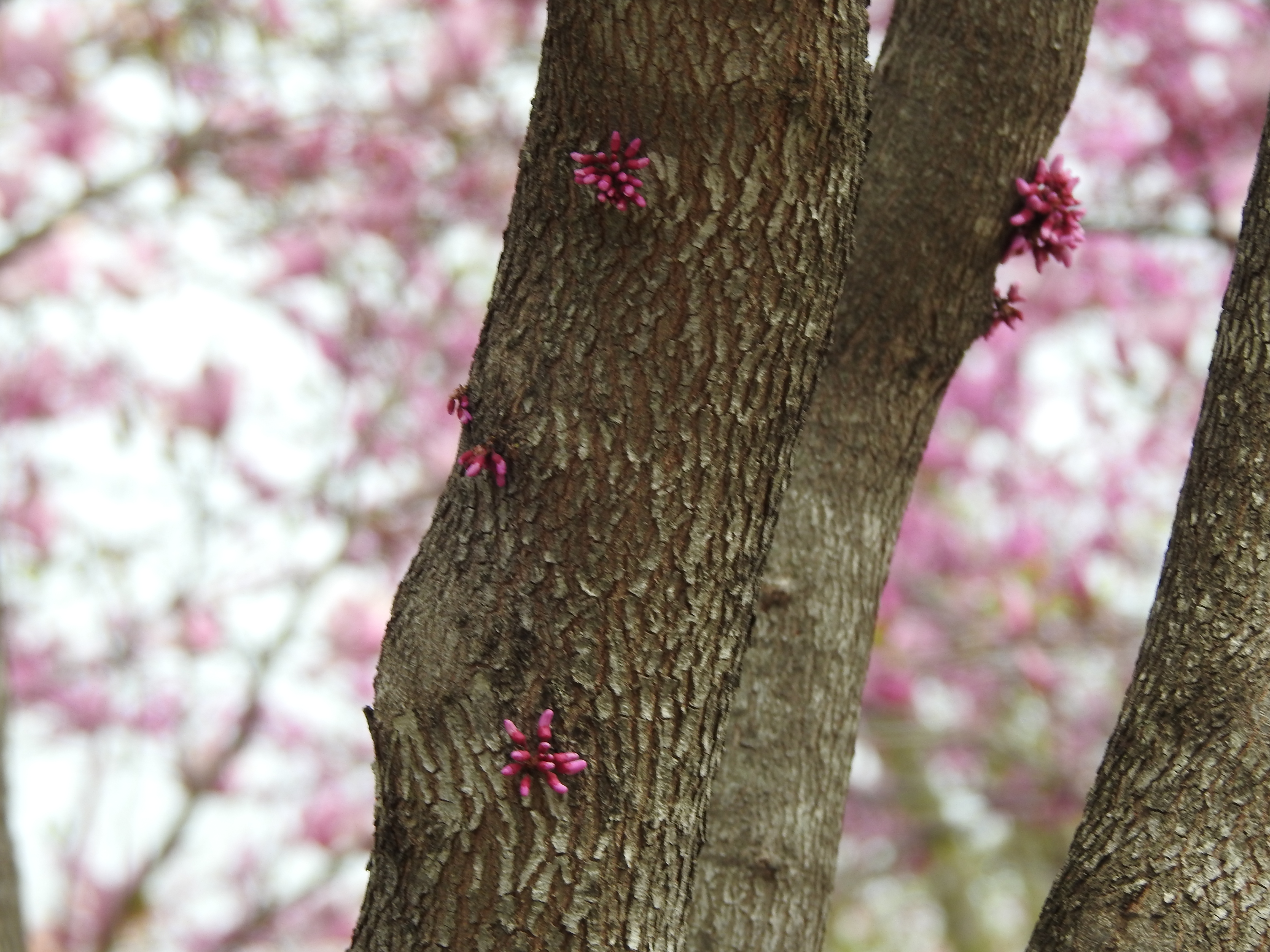 A closeup of a tree's main trunk with small reddish buds growing out of it