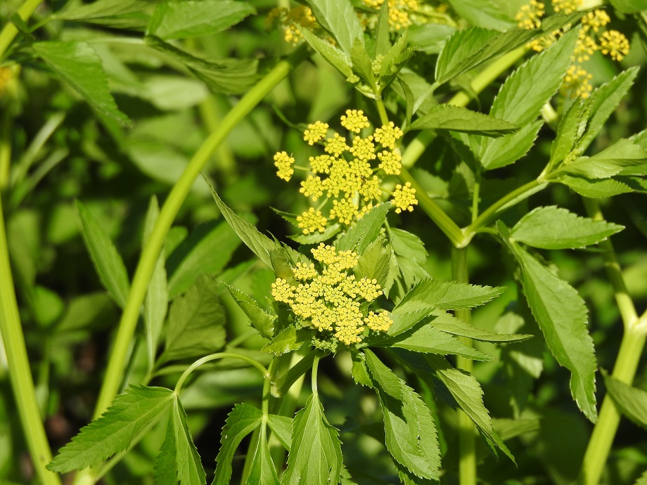 Tiny yellow flowers, arranged in loose clumps, are in the center. Pointed triangular green leaves surround the flowers.