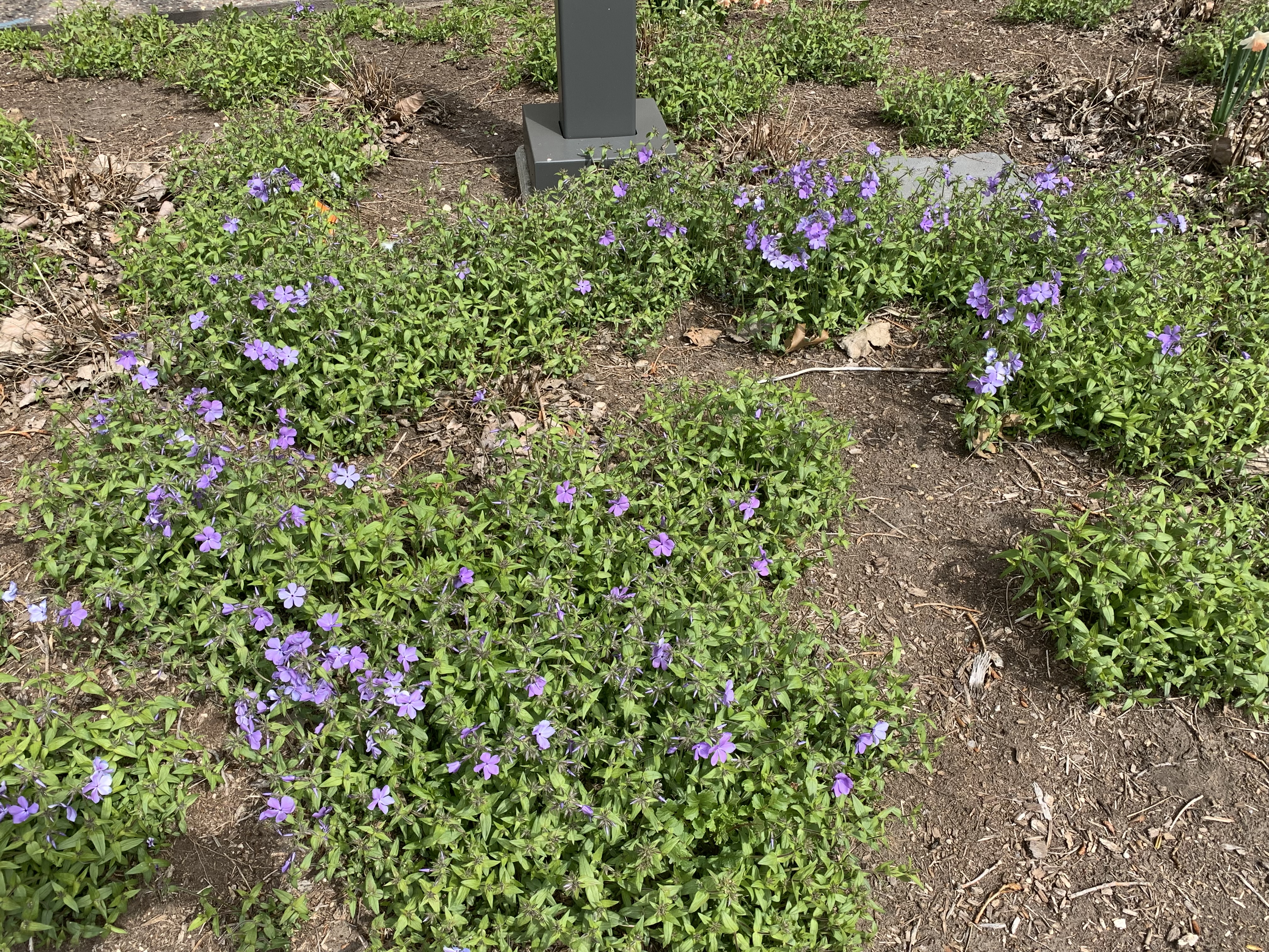 Low green bushes covered with pale purple flowers