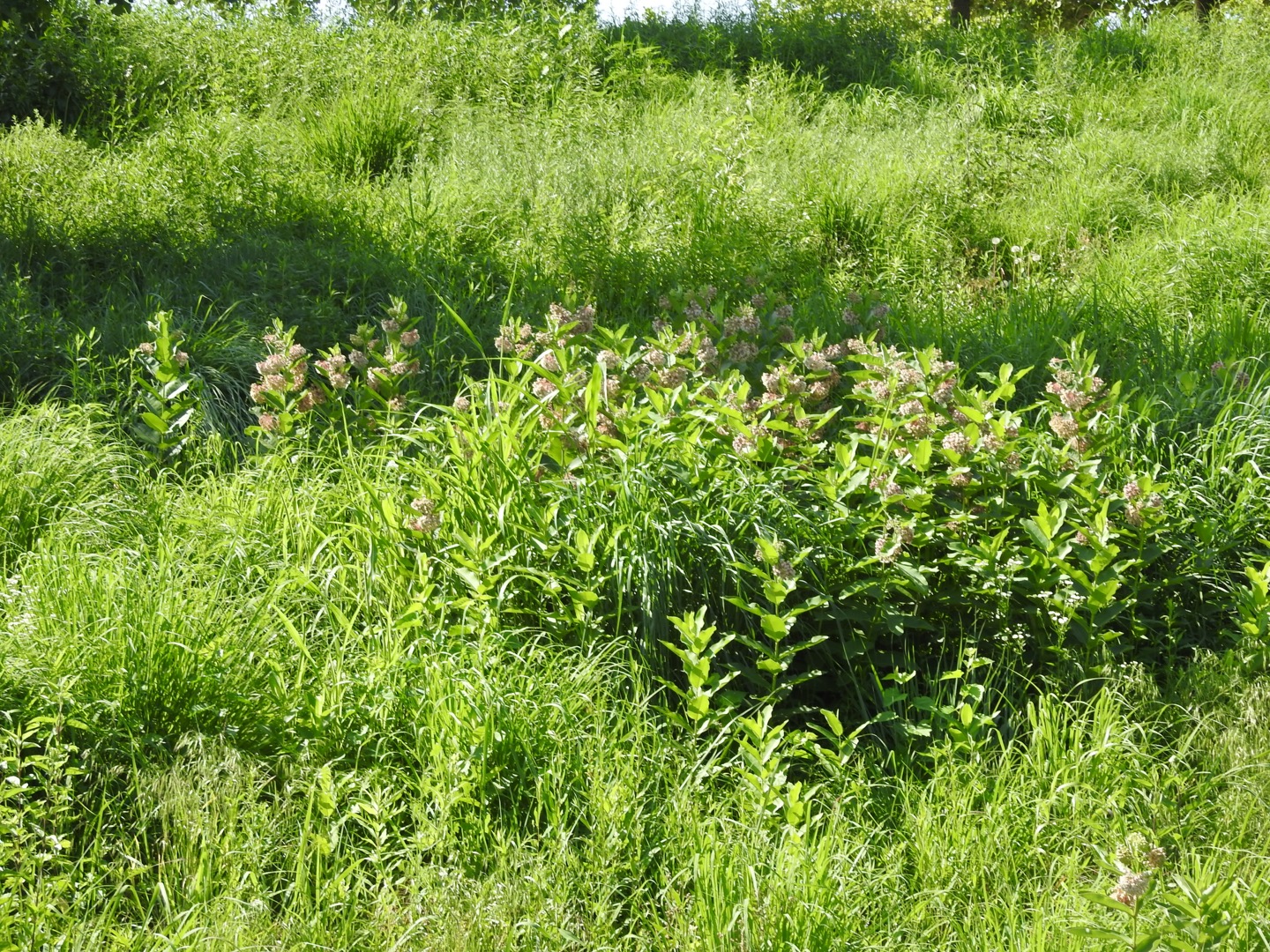 A far-away shot showing several pink-blooming milkweed plants growing in a clump close together. Other green plants surround the clump.