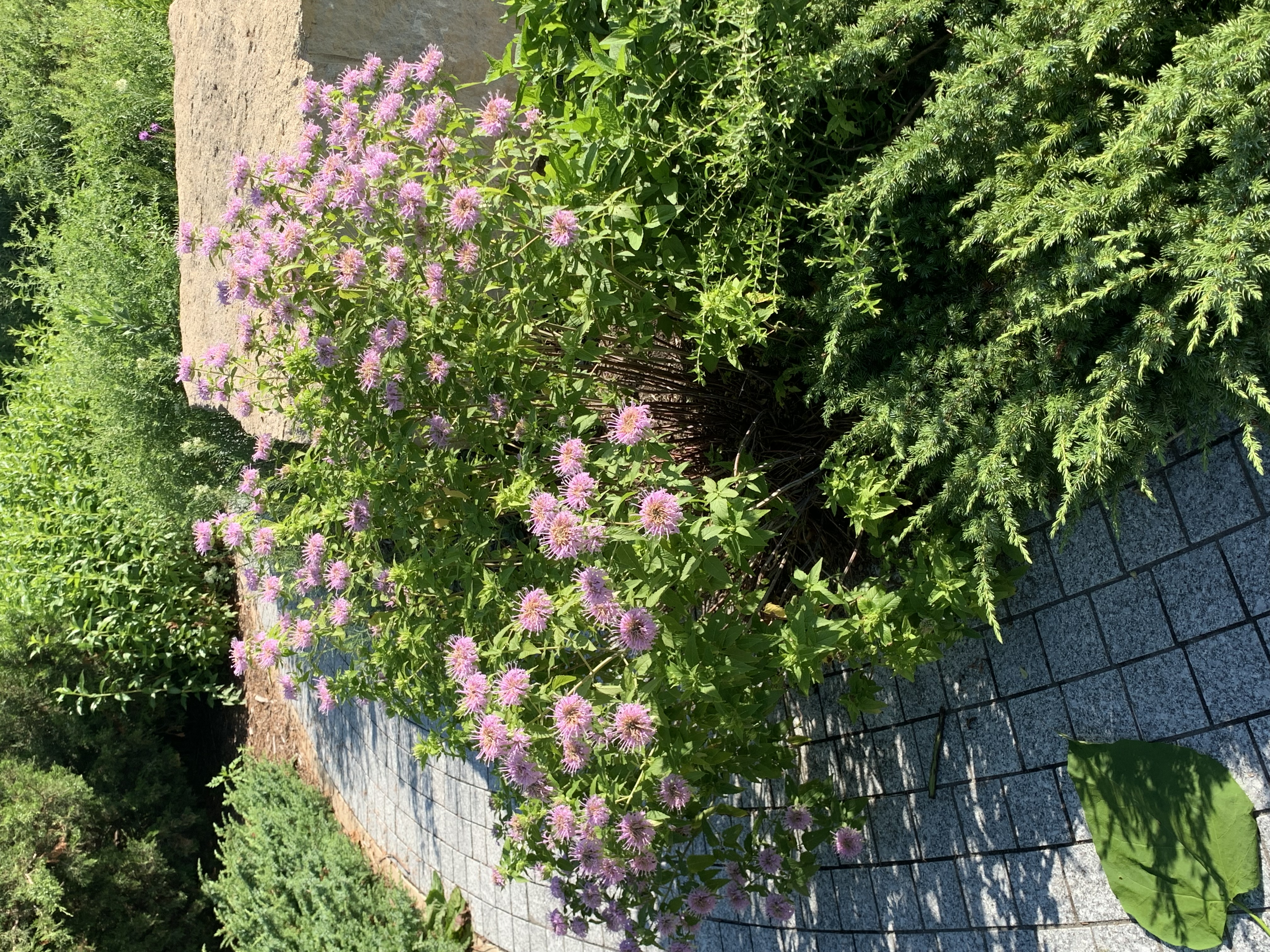 A bush covered in small purple flowers
