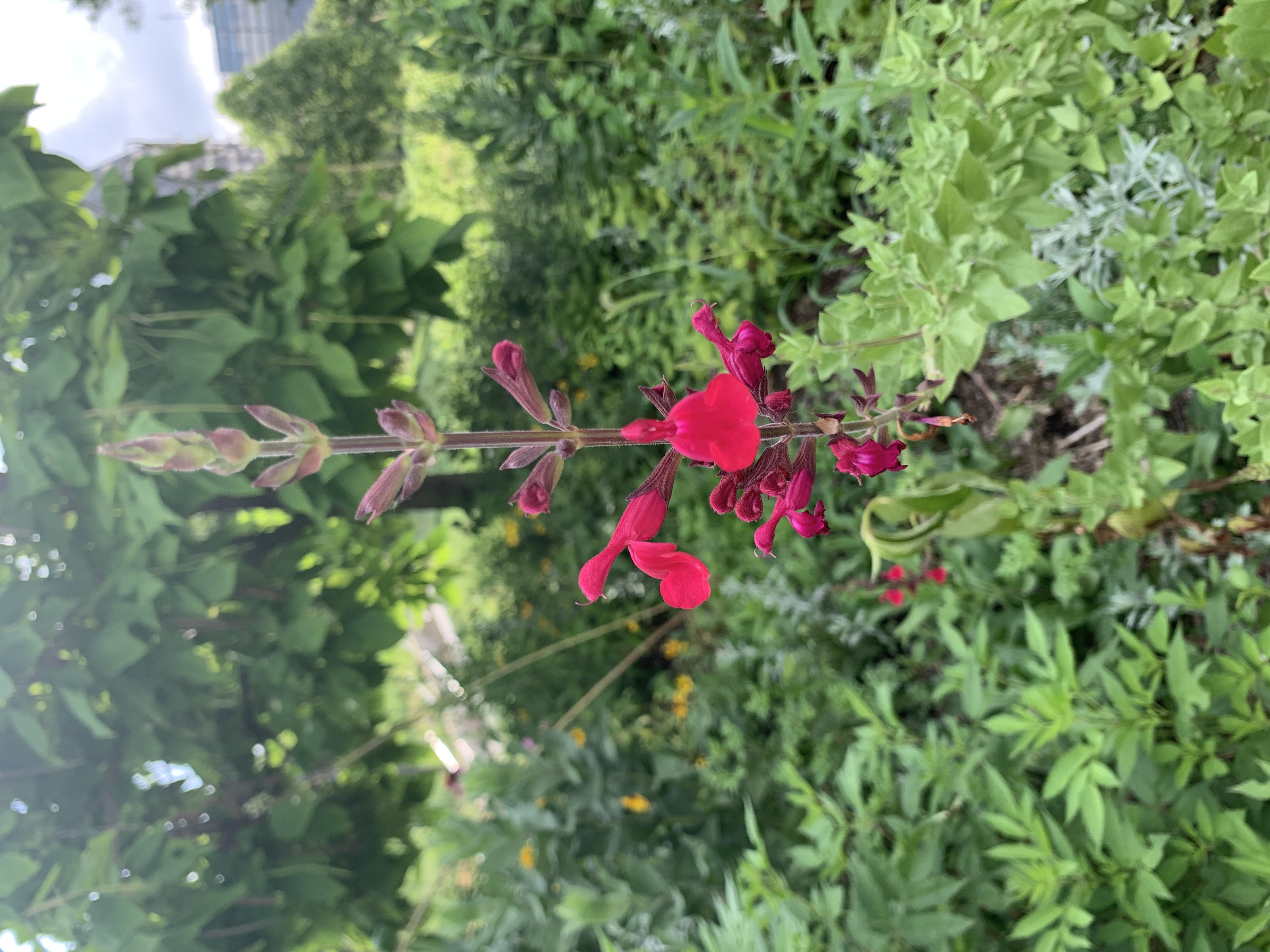 Several red flowers arranged on a vertical stalk.
