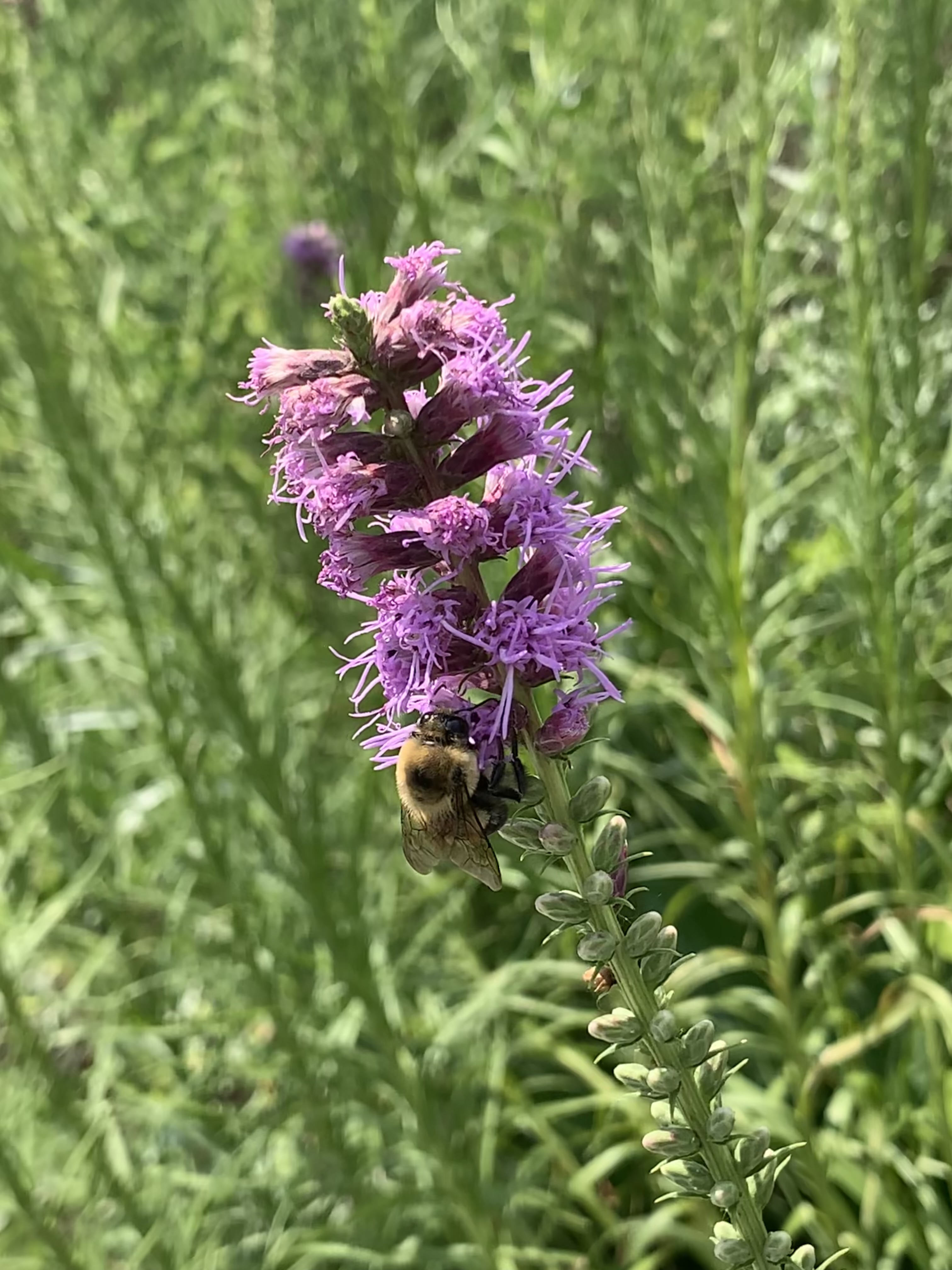 A bushy purple flower with a bumblebee on it