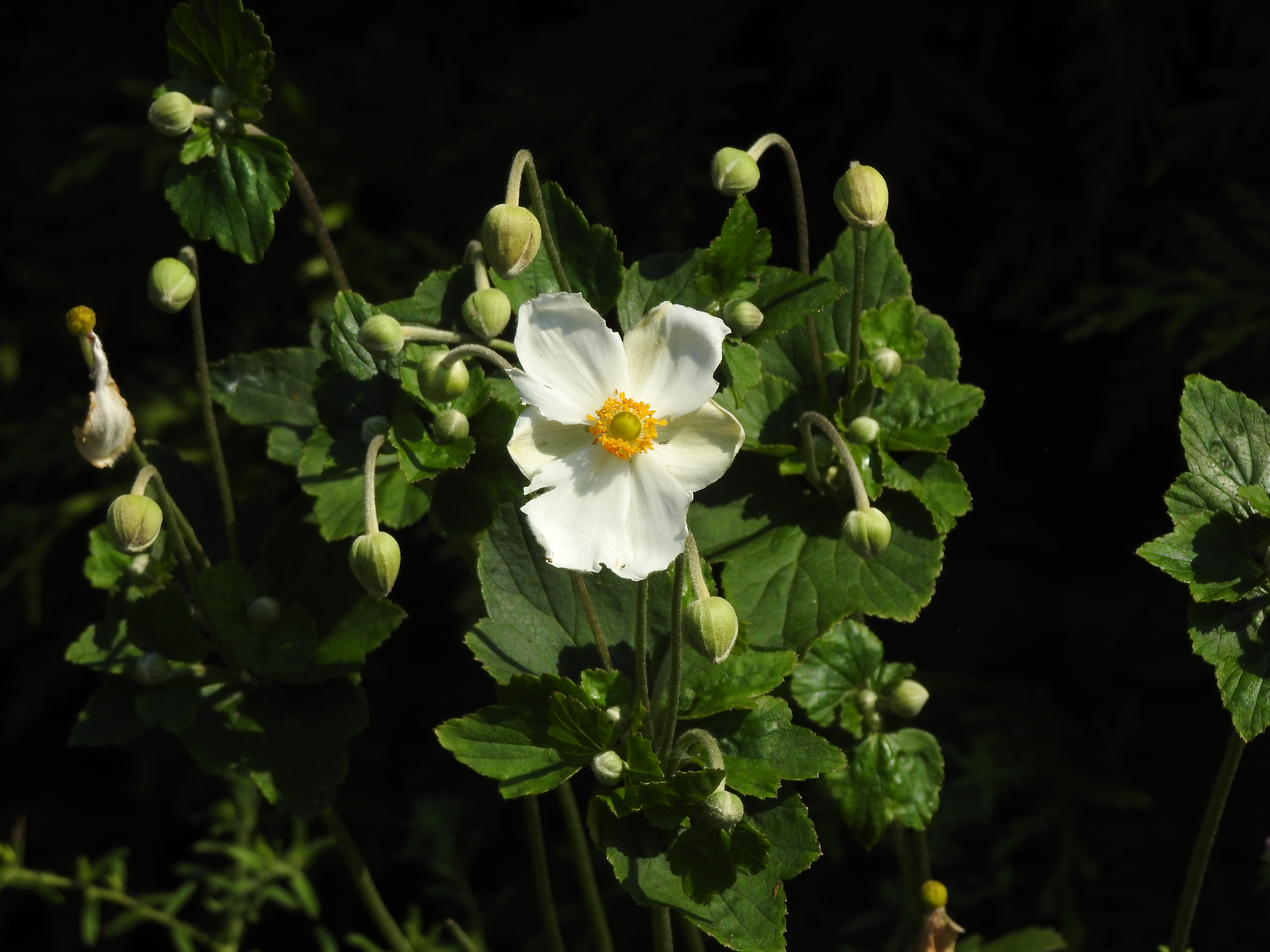A white flower with a yellow center. Green leaves surround it