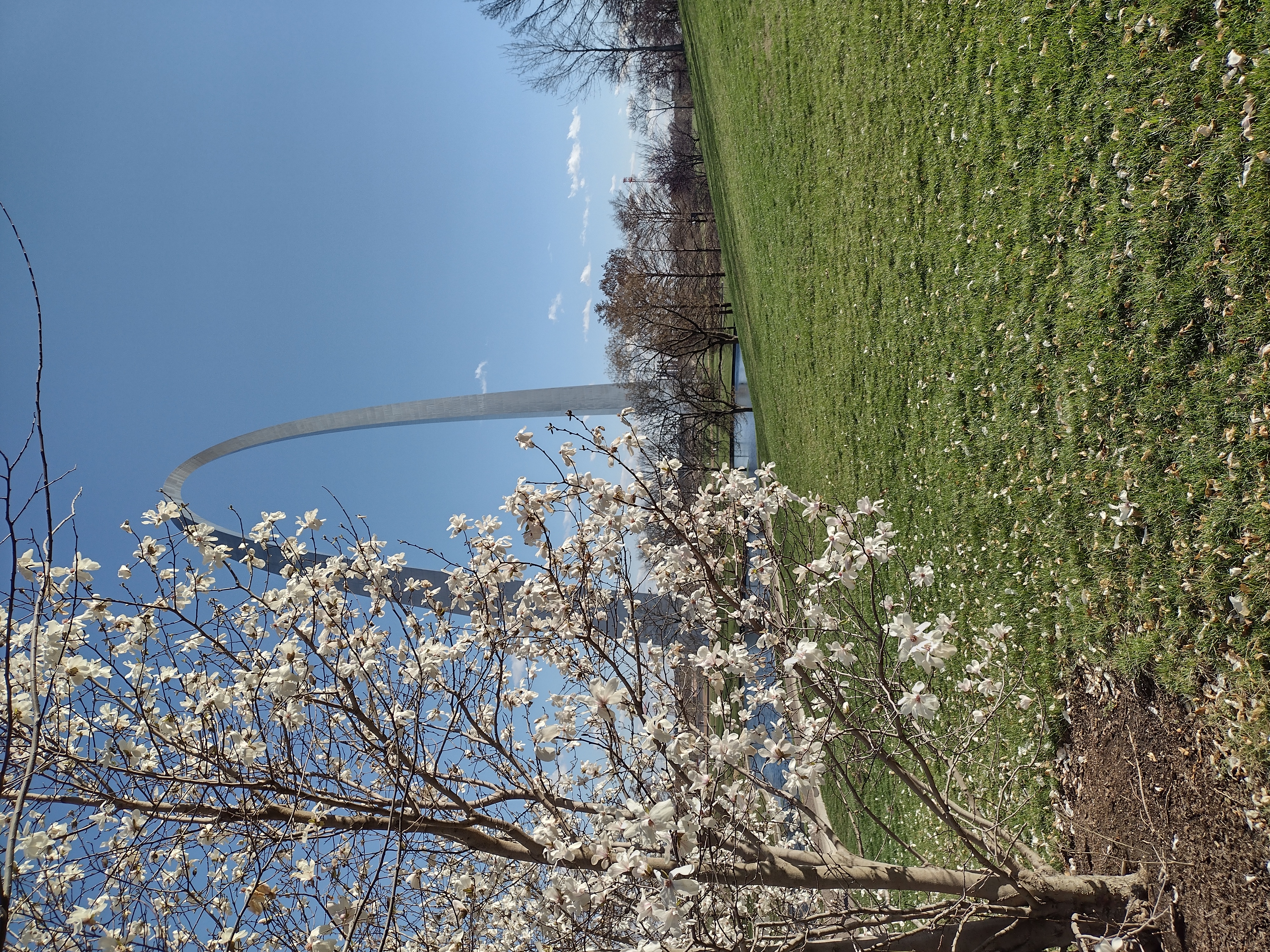 A tree with white blossoms and no leaves. A pond and the Gateway Arch is in the background.