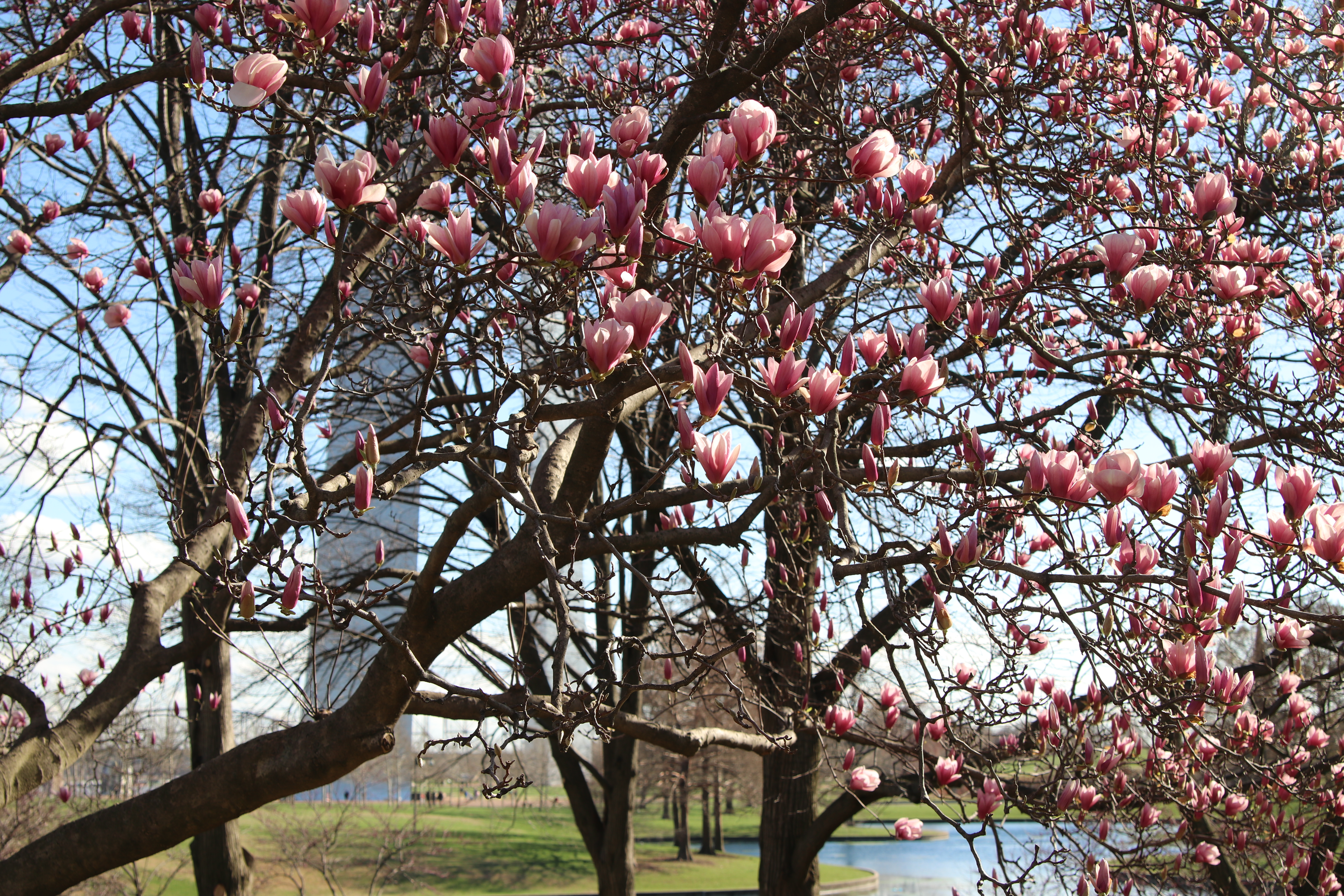 A tree with showy pink flowers and no leaves