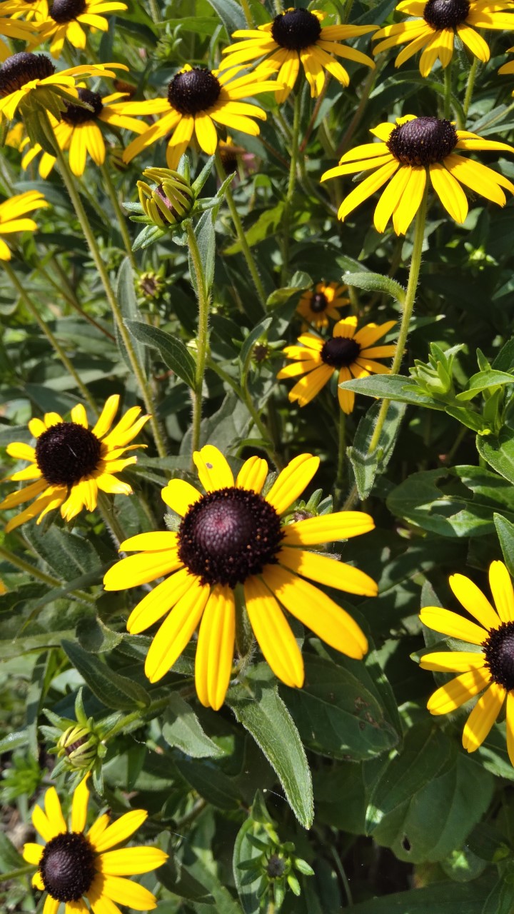 A yellow daisy-like flower with a black center.