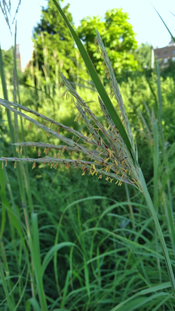 A blade of grass with tiny flowers beneath it