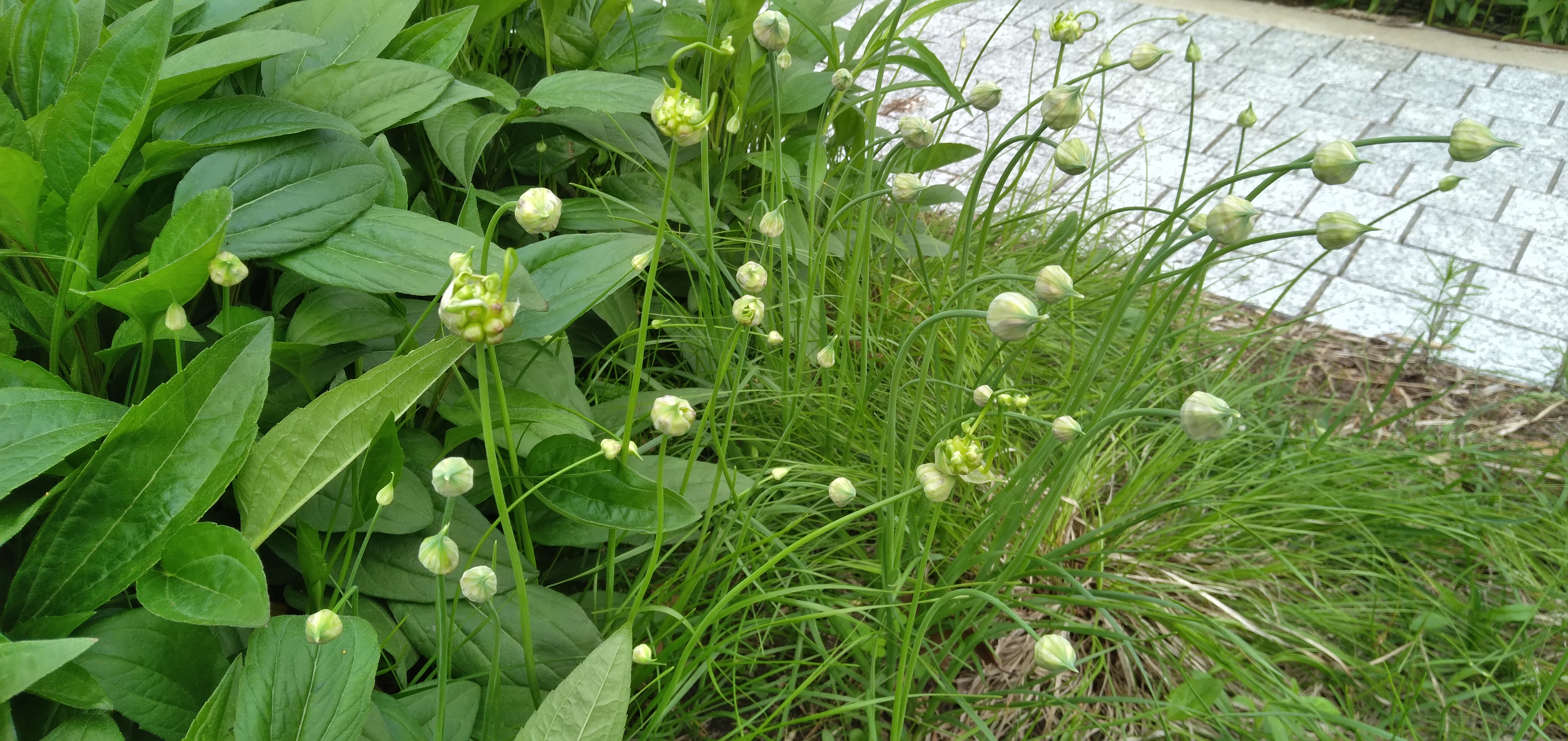 A plant with small, delicate white blooms