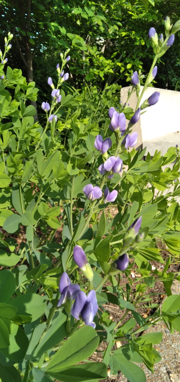 A plant with purple flowers arranged on a long stalk, like a lupine