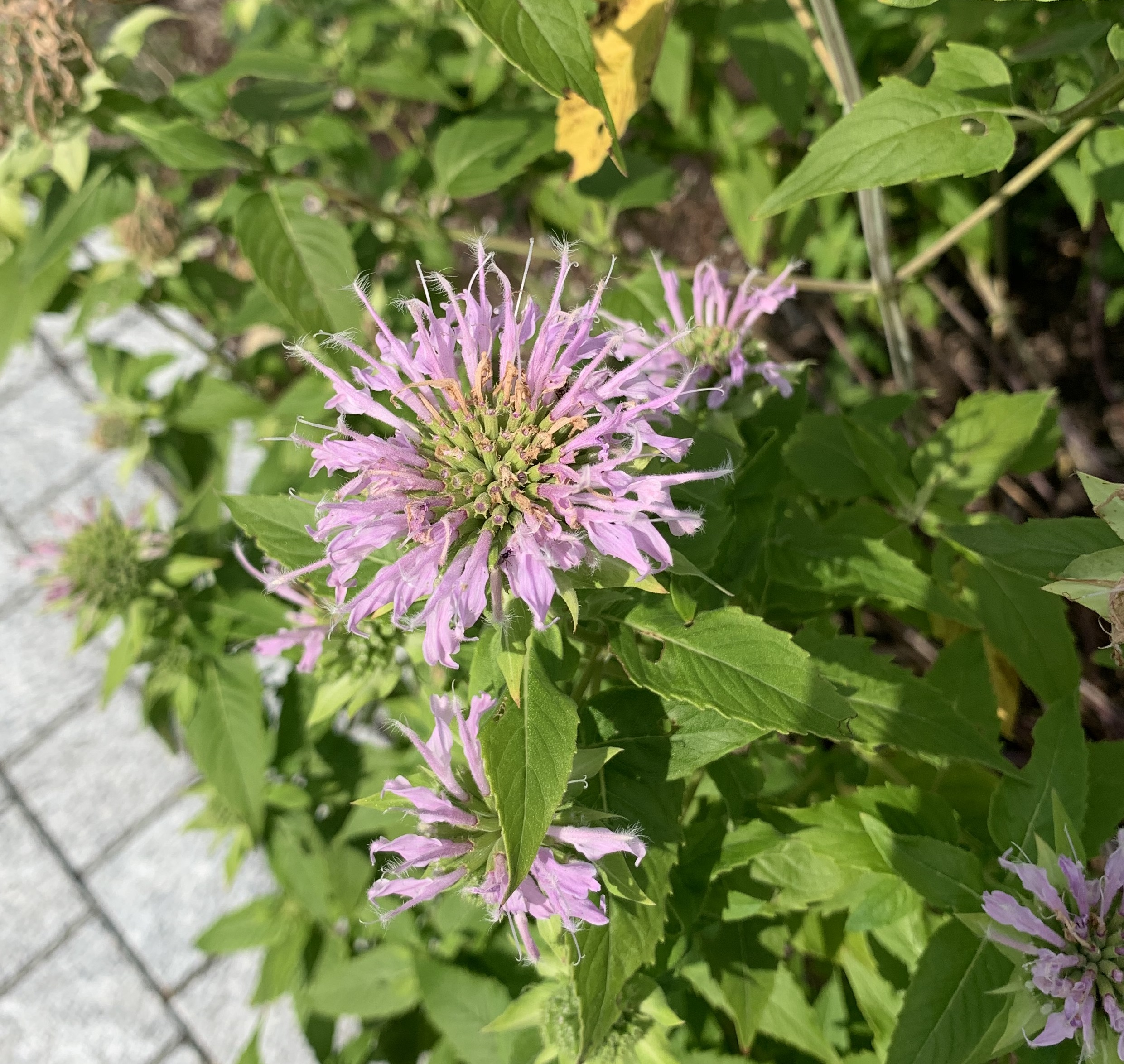 A closeup of a pale purple flower