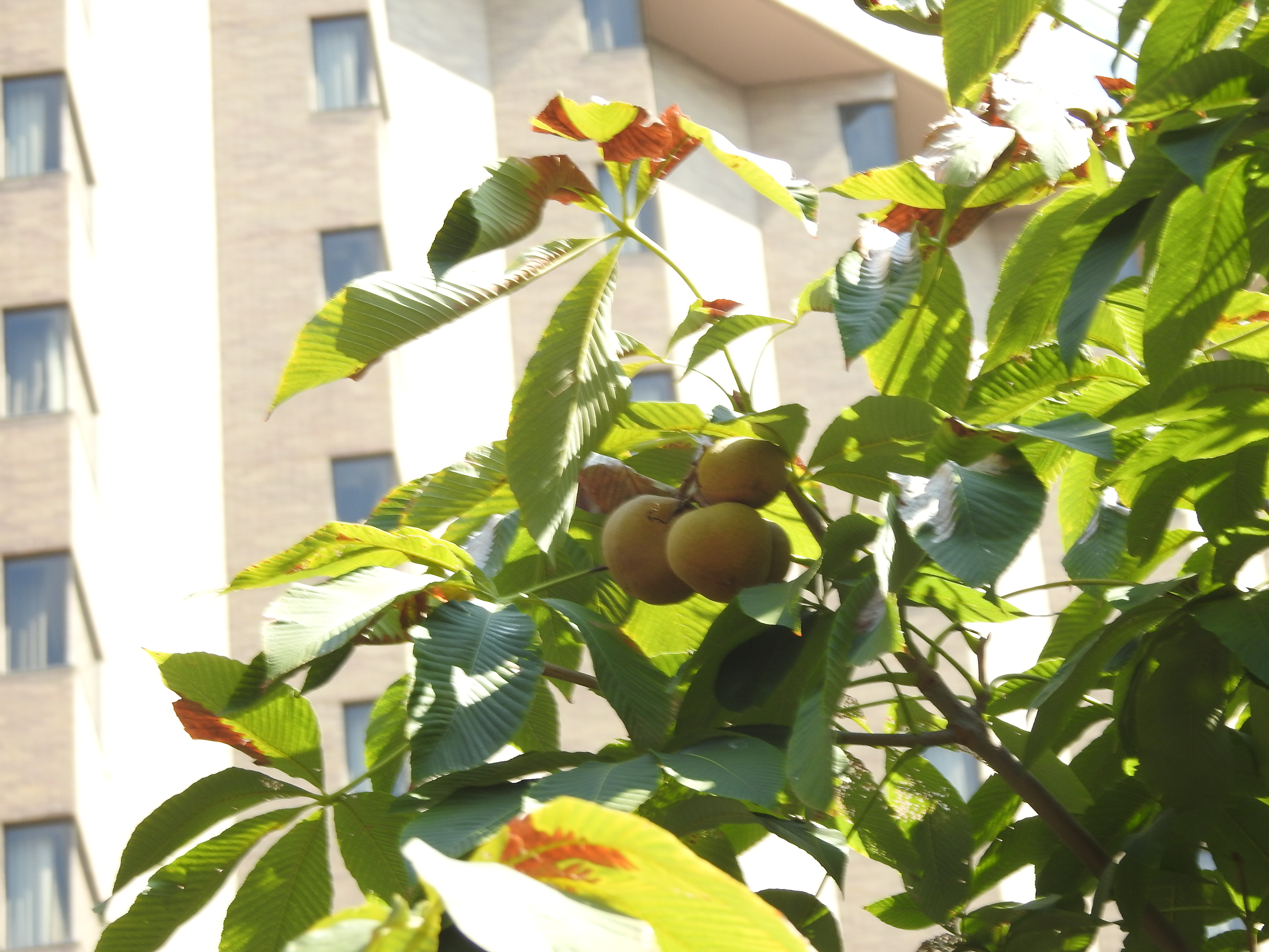 Small, brown fruits that look a bit like kiwis hanging from a tree with a city skyscraper behind it.