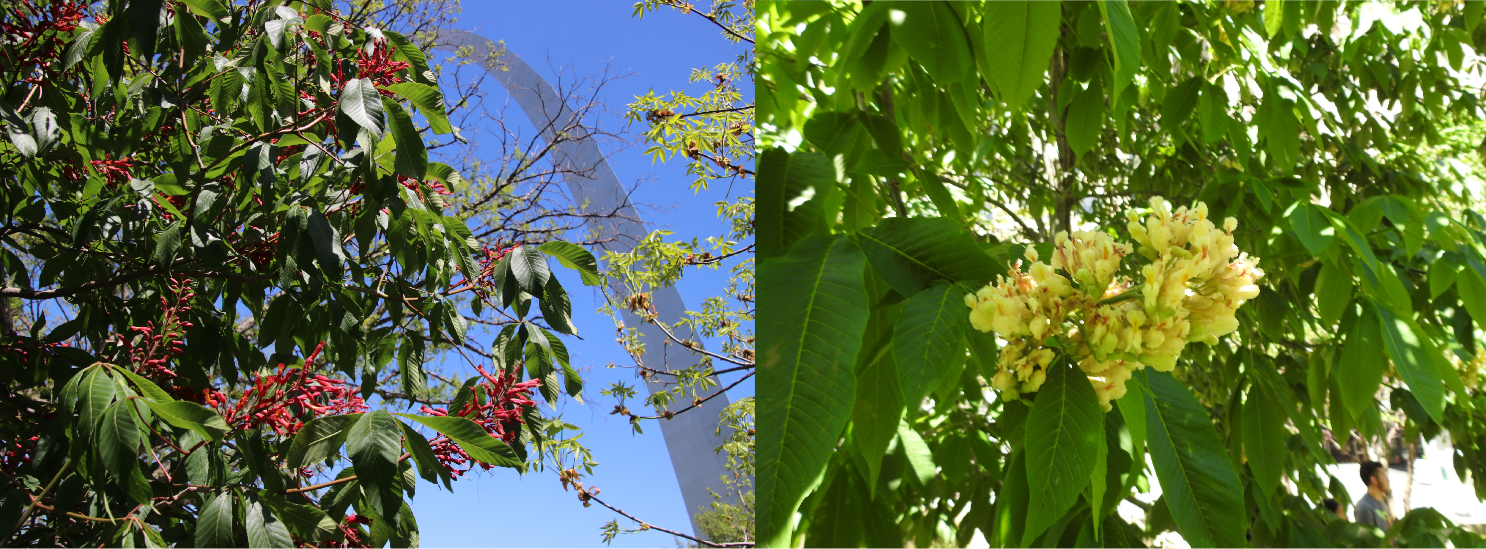 Two photos are displayed. The one on the left has a tropical-looking waxy red flower, the one on the right has a similarly shaped yellow flower.