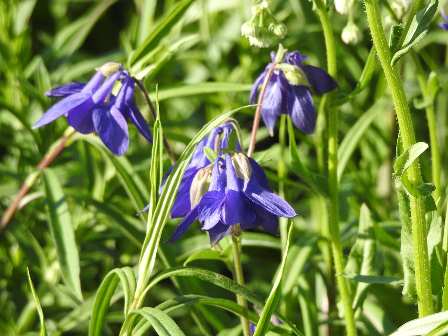 Three downward-facing purple columbine flowers. They slope sharply outward about halfway down their blooms