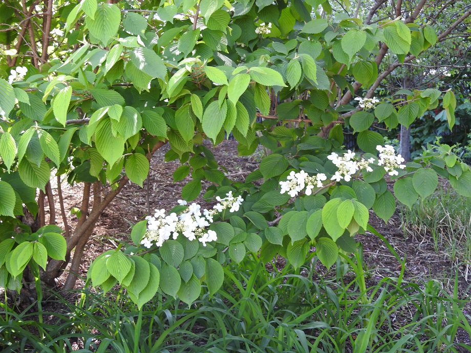 A closeup of several serrated leaves with white flowers at the bases