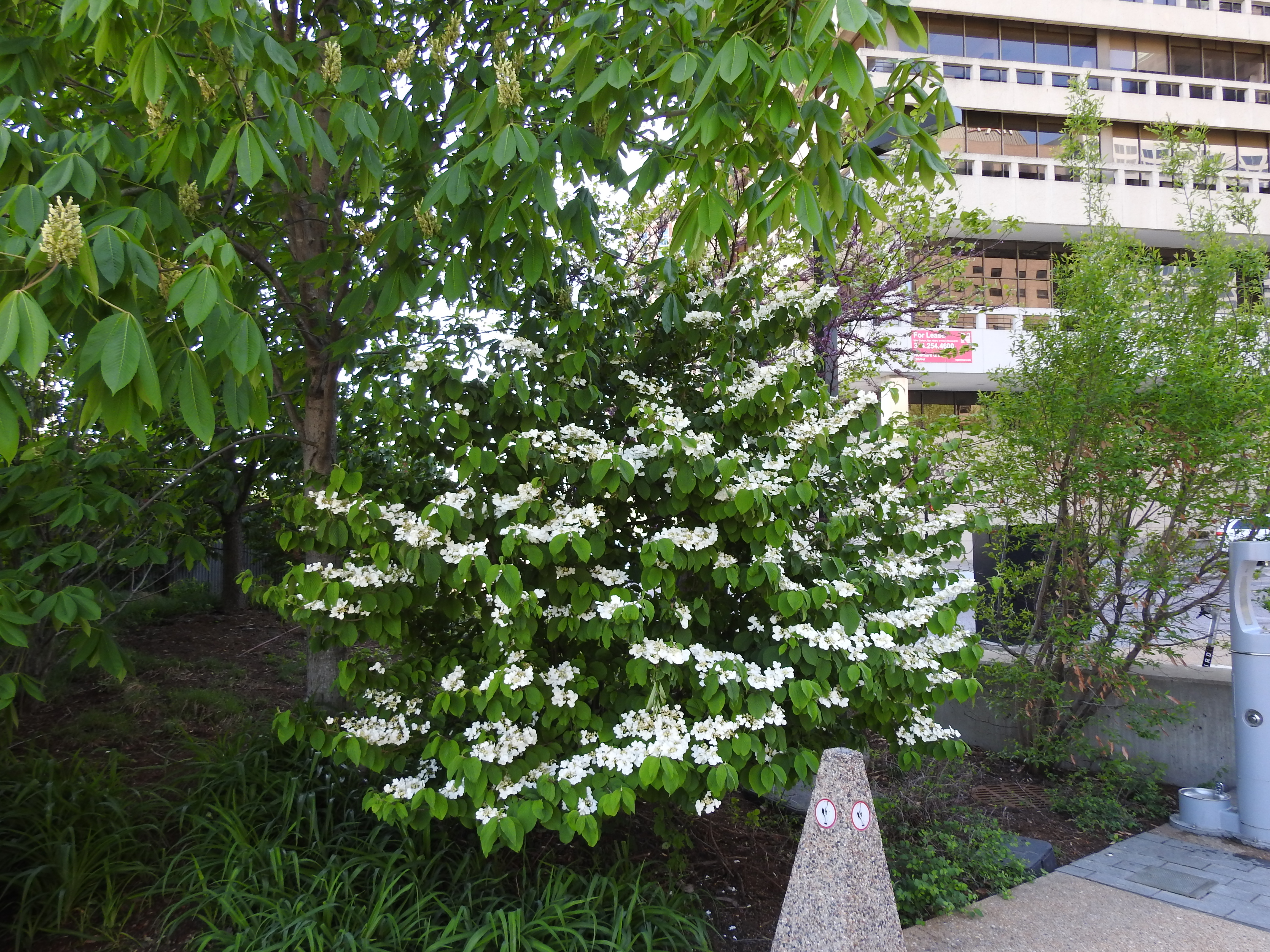 A small tree with white flowers.