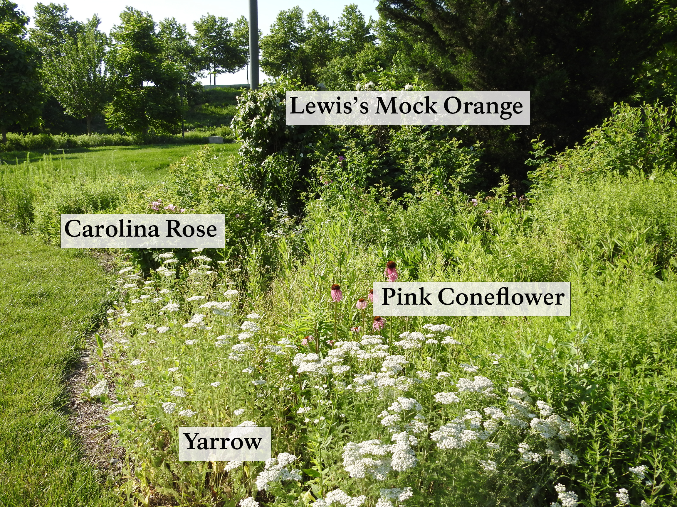 A wide shot of several flowers in the Explorers' Garden. Labels (black text on white backgrounds) are on four different species.